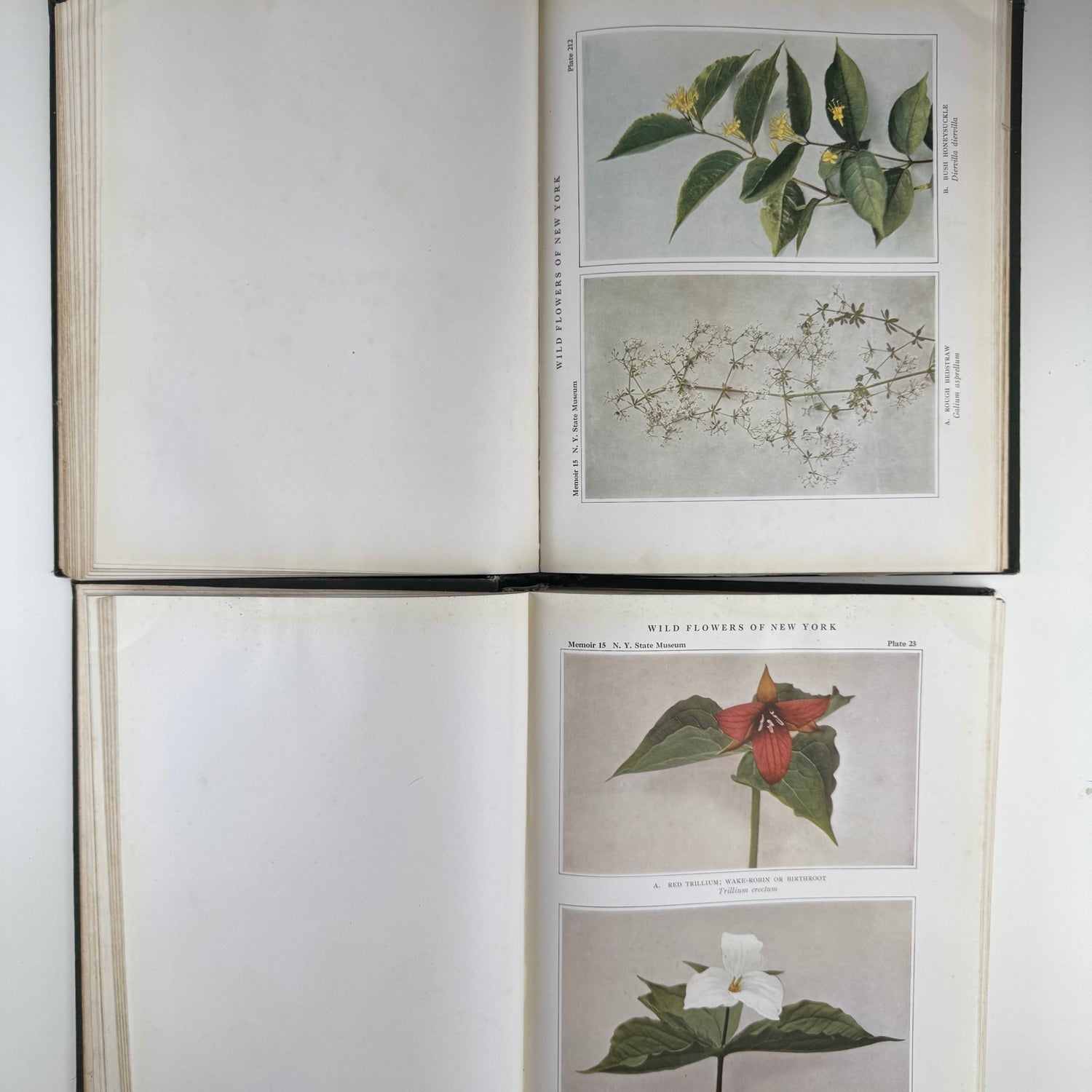 Wild Flowers of New York, 1919, Two Volume Set, NY State Museum Memoir 15 - Pretty Old Books
