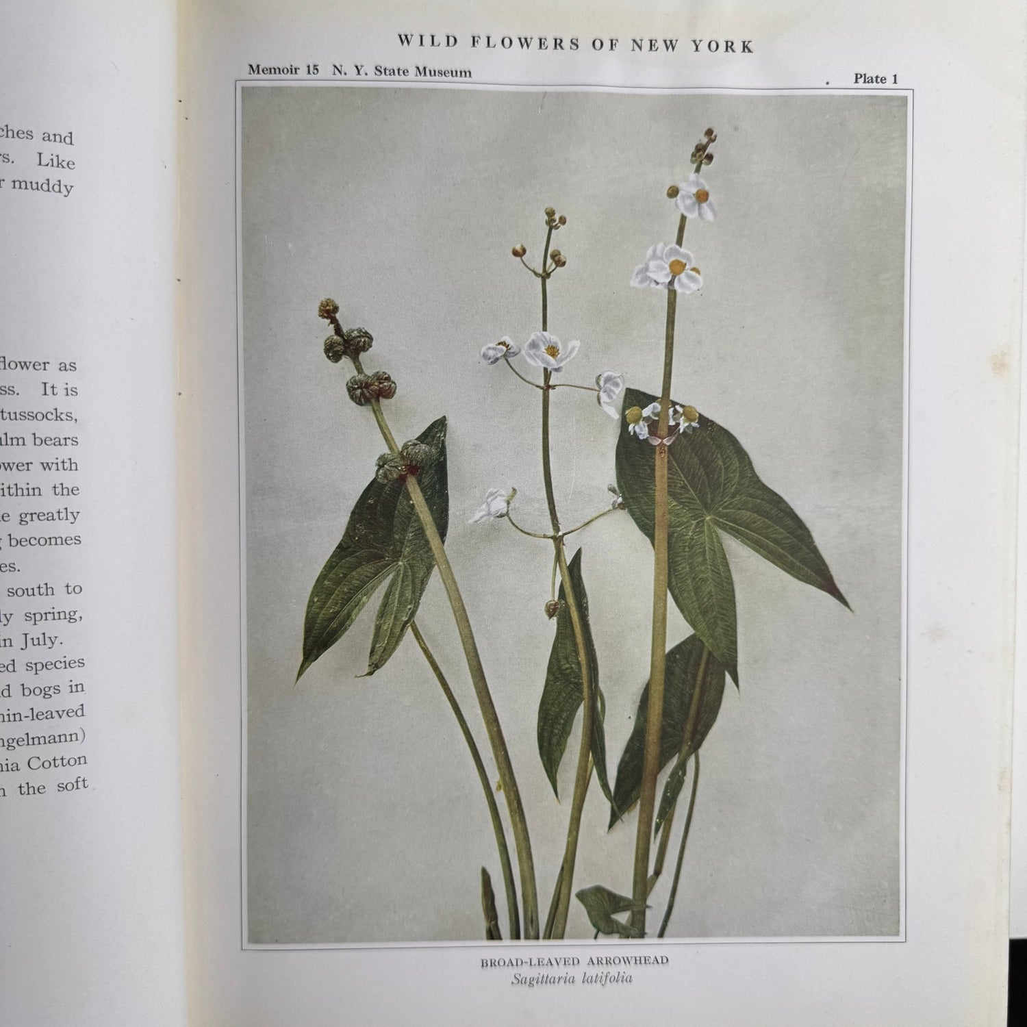 Wild Flowers of New York, 1919, Two Volume Set, NY State Museum Memoir 15 - Pretty Old Books