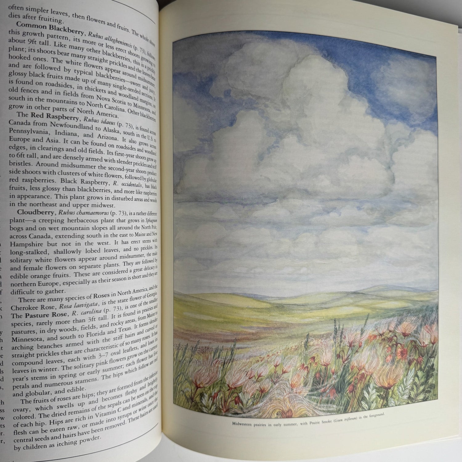 Wild Flowers of North America by Pamela Forey, 1991 Hardcover - Pretty Old Books