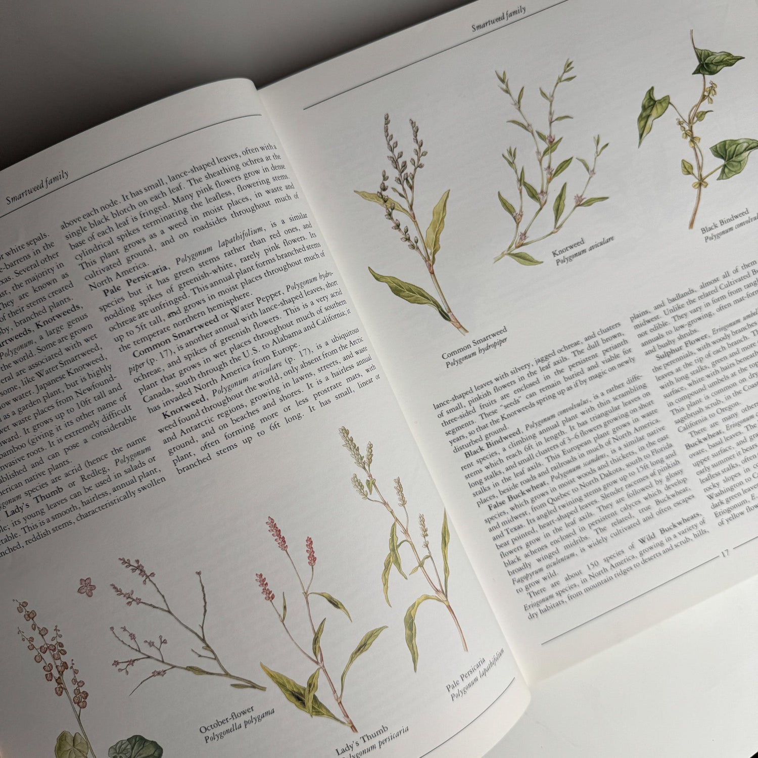 Wild Flowers of North America by Pamela Forey, 1991 Hardcover - Pretty Old Books