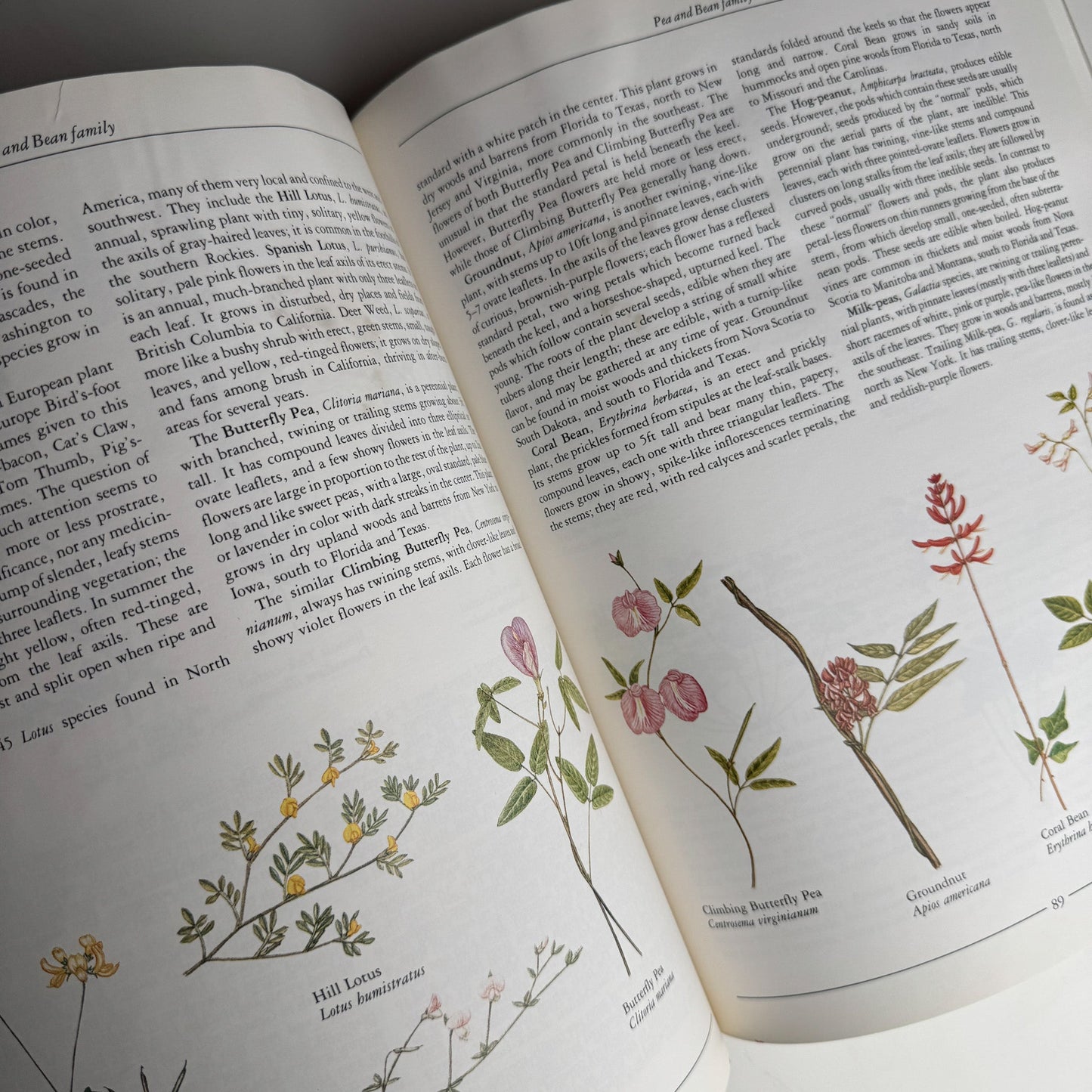 Wild Flowers of North America by Pamela Forey, 1991 Hardcover - Pretty Old Books