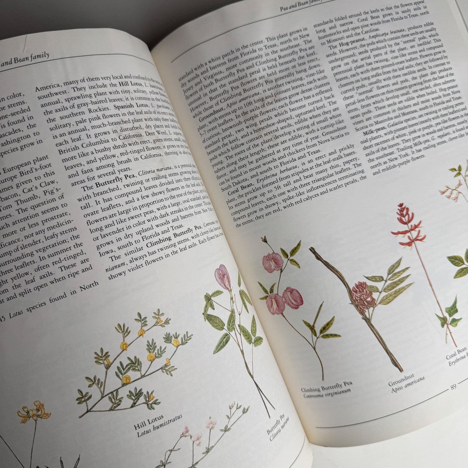 Wild Flowers of North America by Pamela Forey, 1991 Hardcover - Pretty Old Books