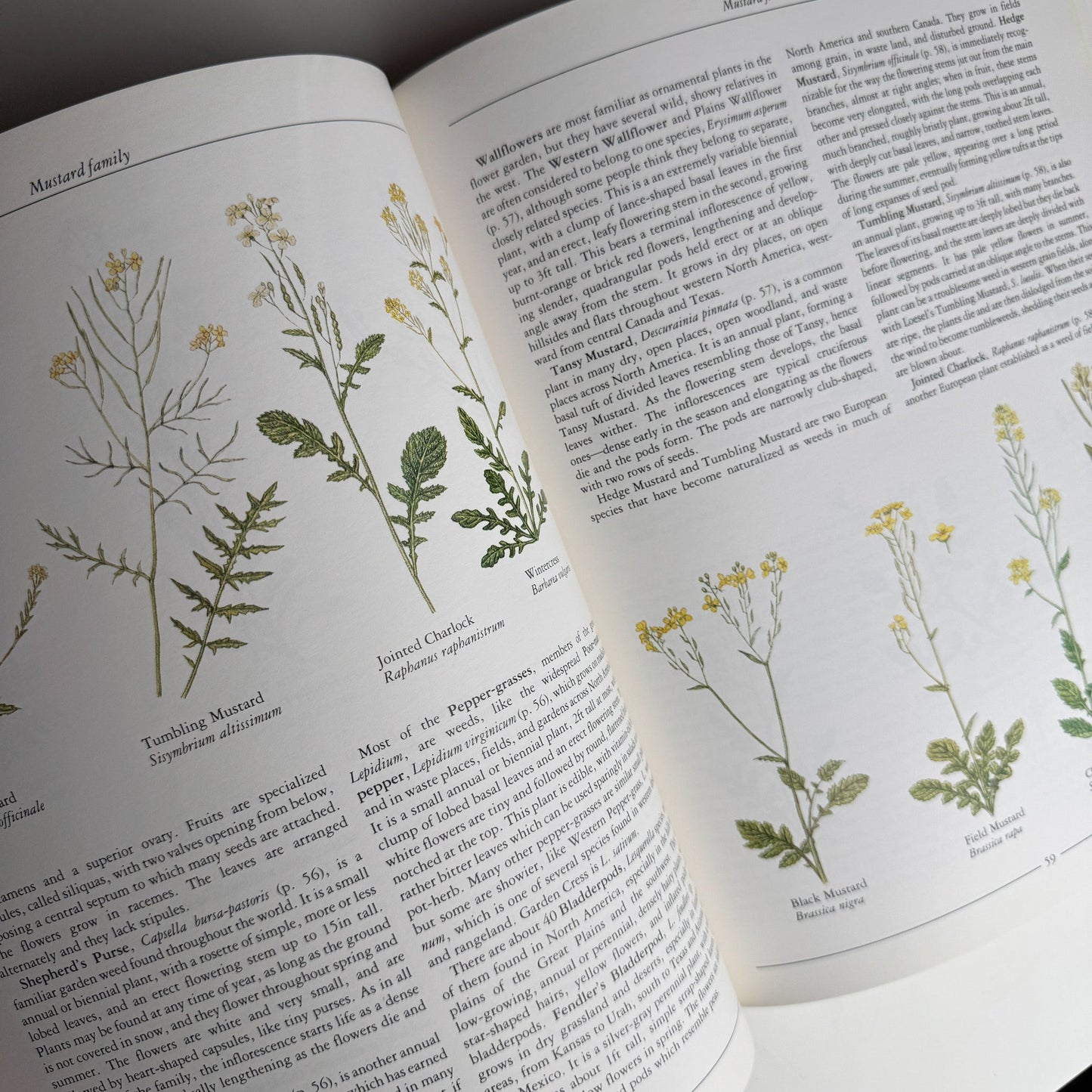 Wild Flowers of North America by Pamela Forey, 1991 Hardcover - Pretty Old Books