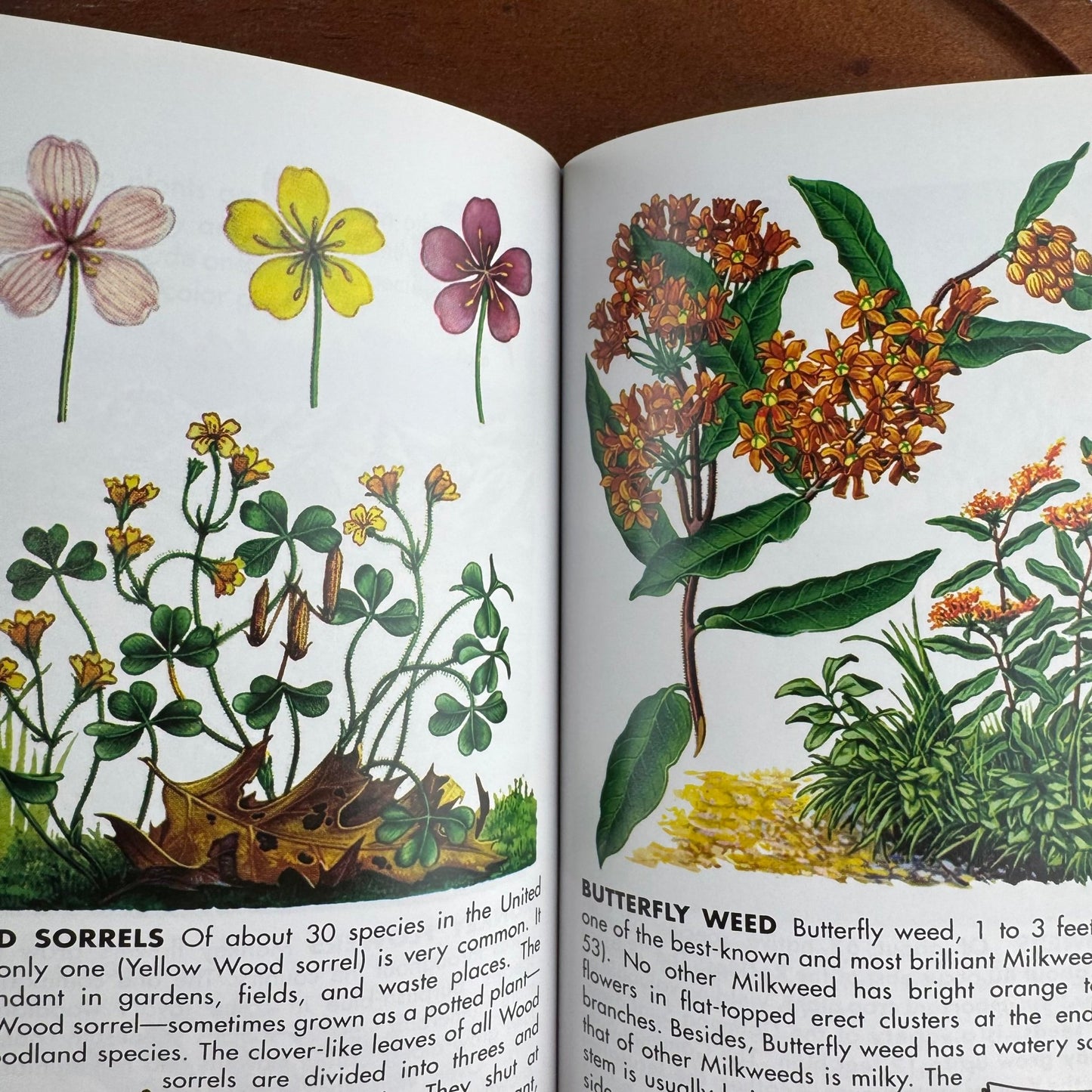 Wildflowers A Golden Guide 2002 Paperback - Pretty Old Books