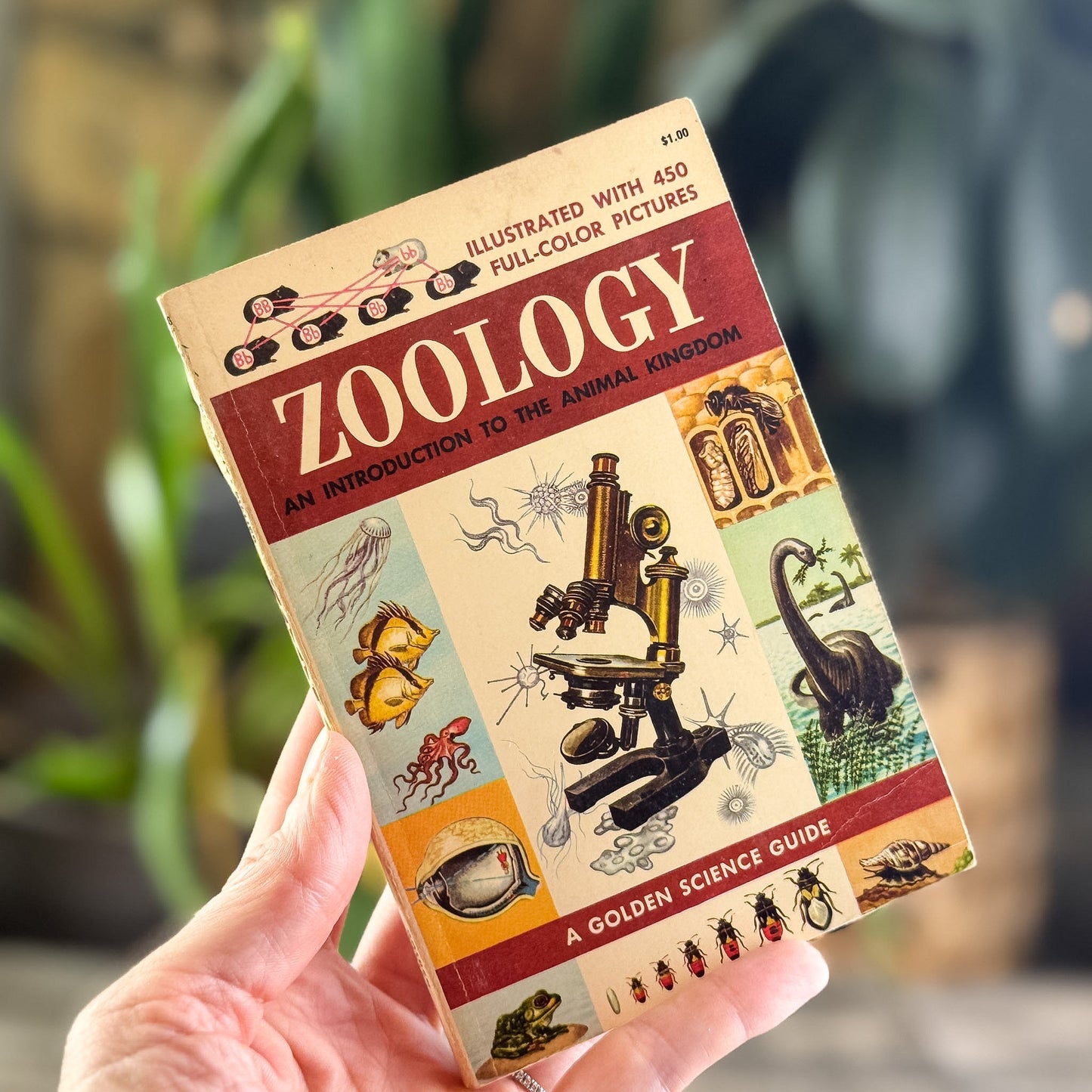 Zoology, A Golden Guide, 1958 - Pretty Old Books