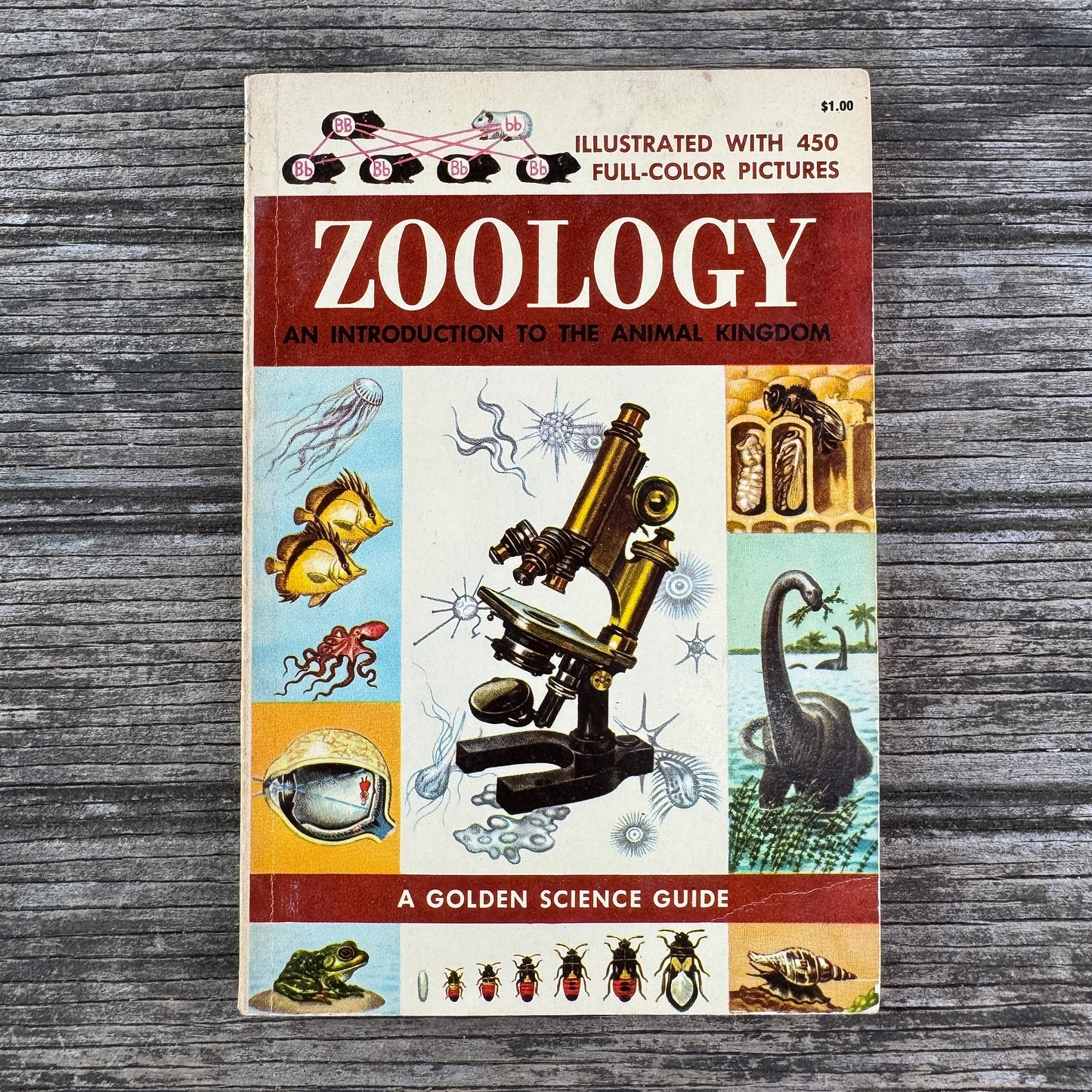 Zoology, A Golden Guide, 1958 - Pretty Old Books