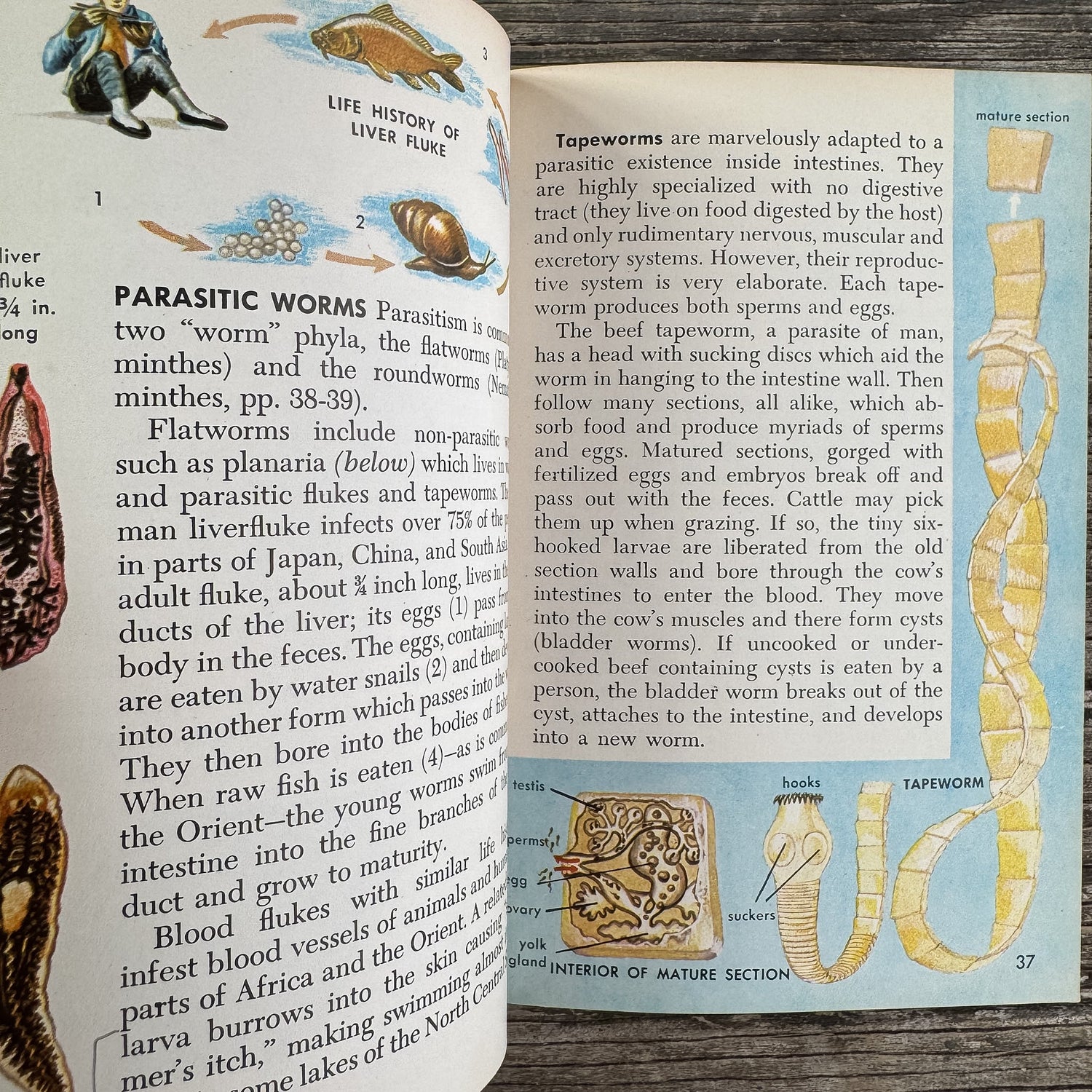 Zoology, A Golden Guide, 1958 - Pretty Old Books