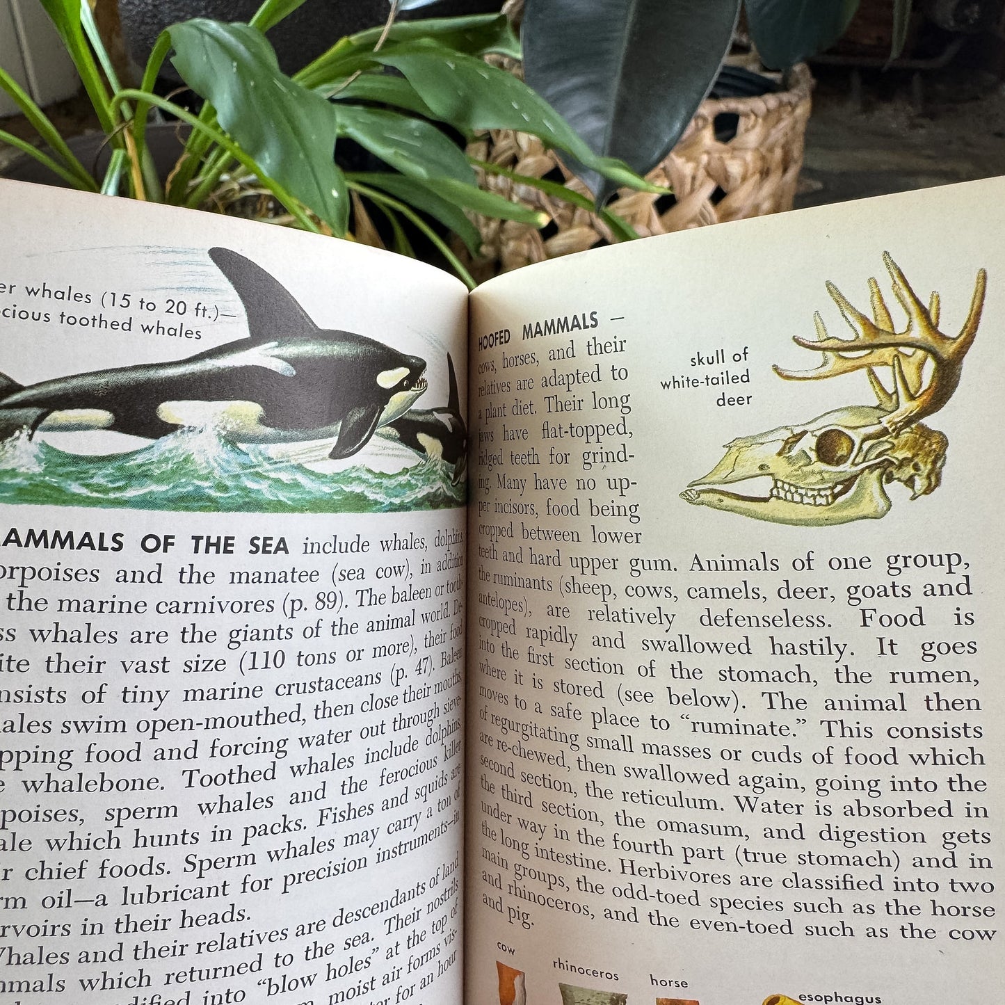 Zoology, A Golden Guide, 1958 - Pretty Old Books