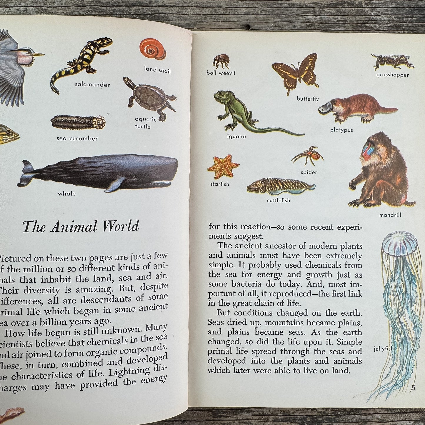 Zoology, A Golden Guide, 1958 - Pretty Old Books