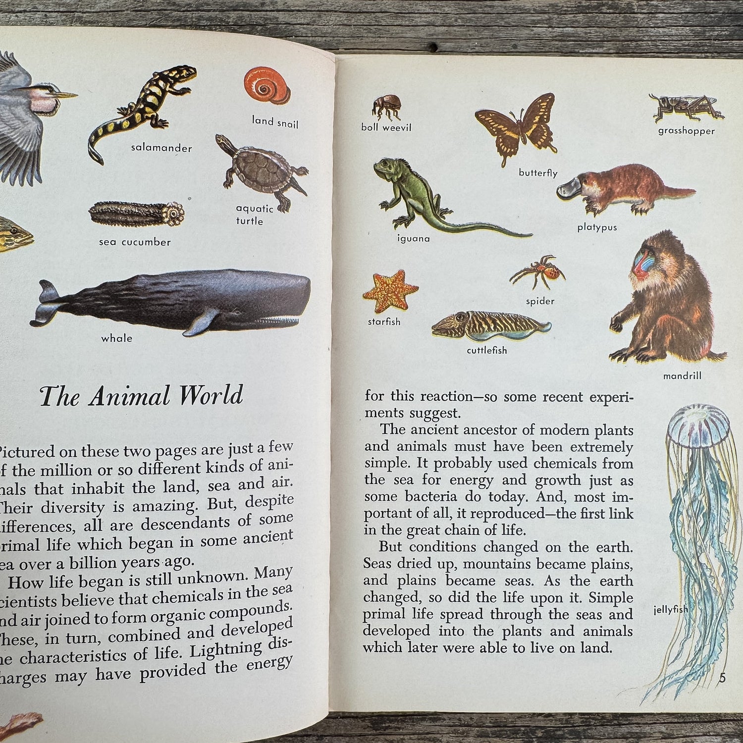 Zoology, A Golden Guide, 1958 - Pretty Old Books