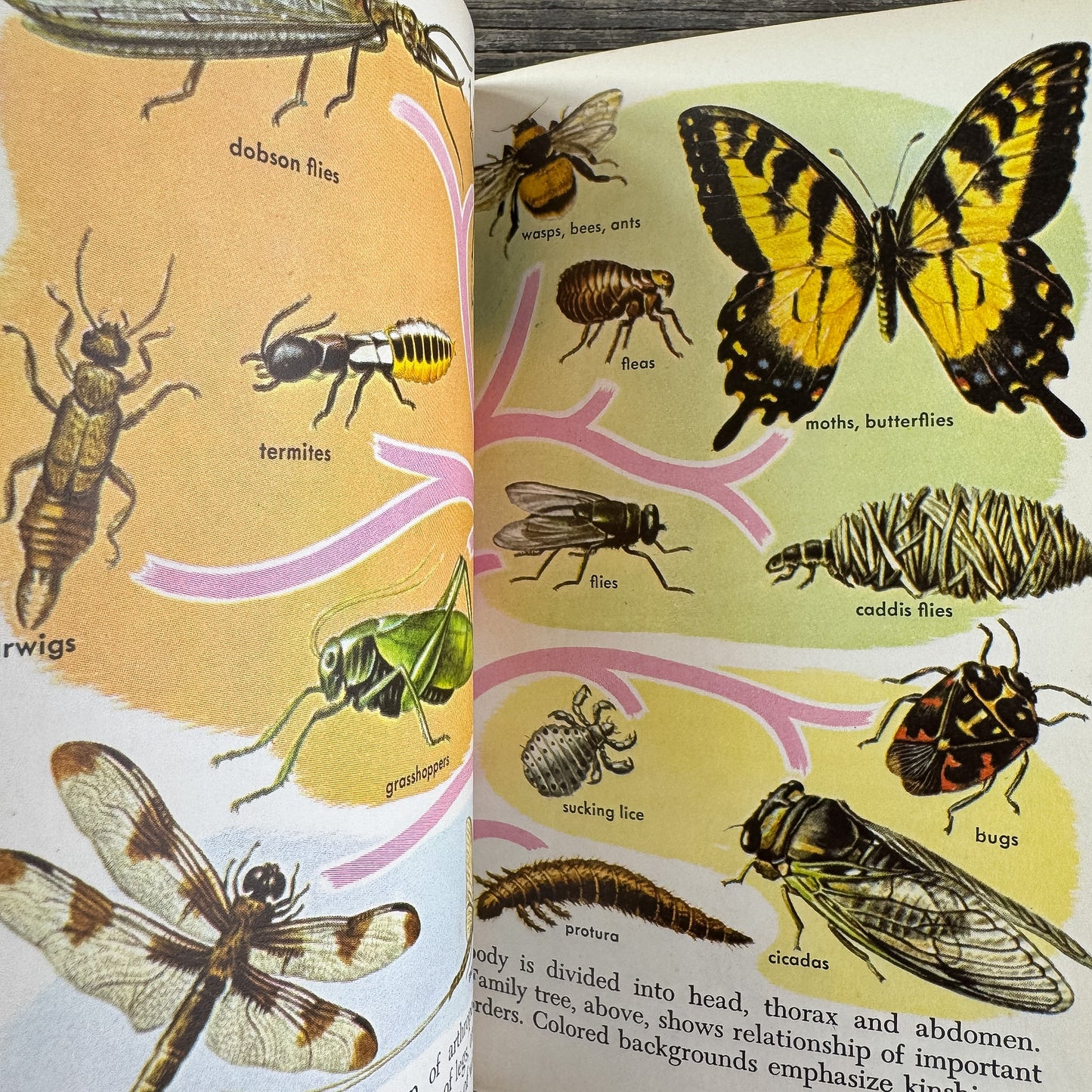 Zoology, A Golden Guide, 1958 - Pretty Old Books
