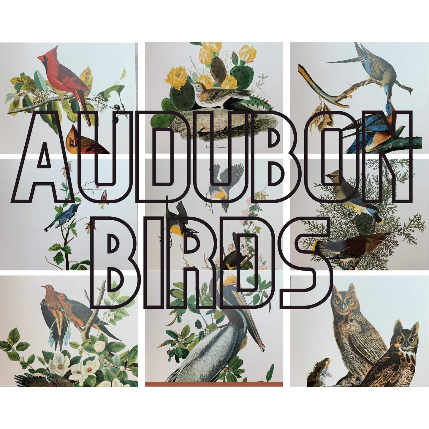 True Vintage Audubon Birds Prints, Authentic Old Book Plates for Framing, Bird Art Set