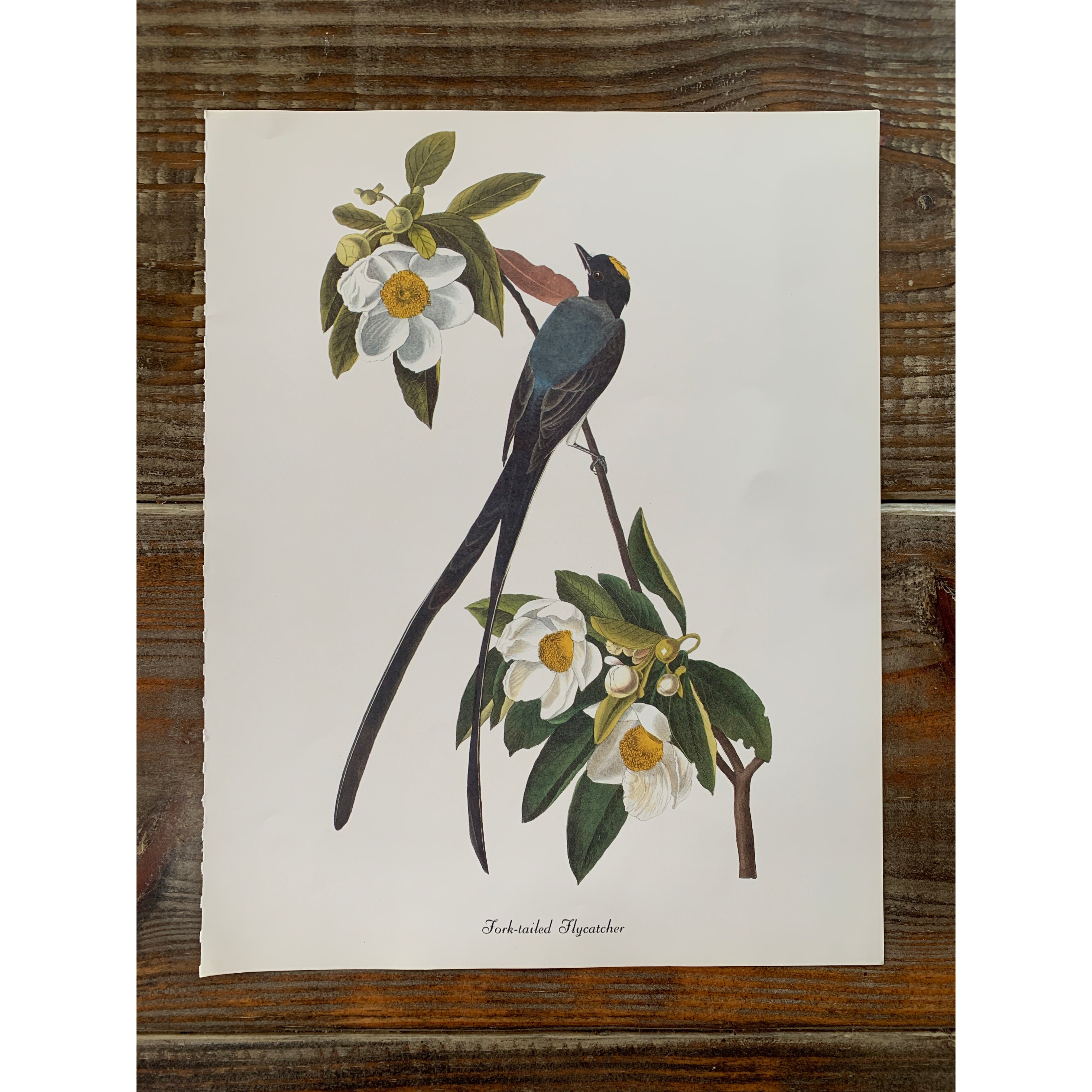 True Vintage Audubon Birds Prints, Authentic Old Book Plates for Frami –  Pretty Old Books