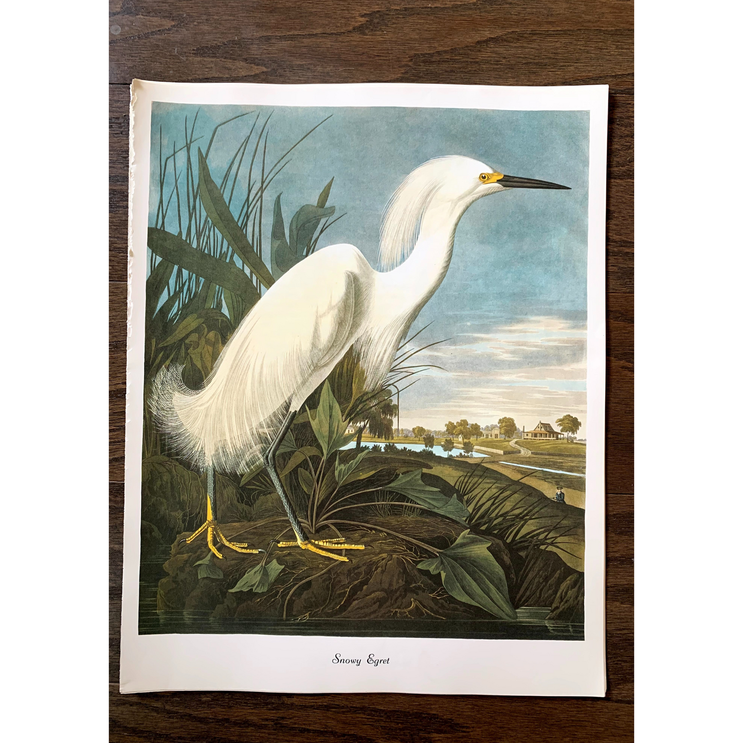 True Vintage Audubon Birds Prints, Authentic Old Book Plates for Framing, Bird Art Set