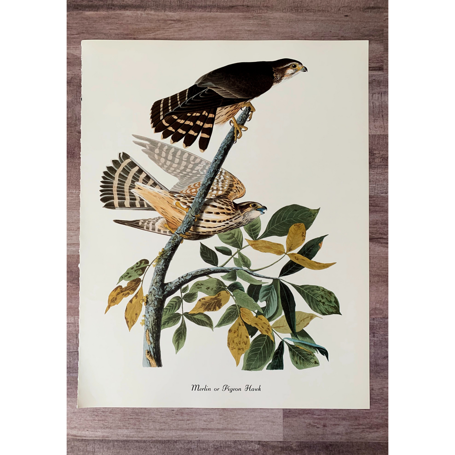 True Vintage Audubon Birds Prints, Authentic Old Book Plates for Framing, Bird Art Set