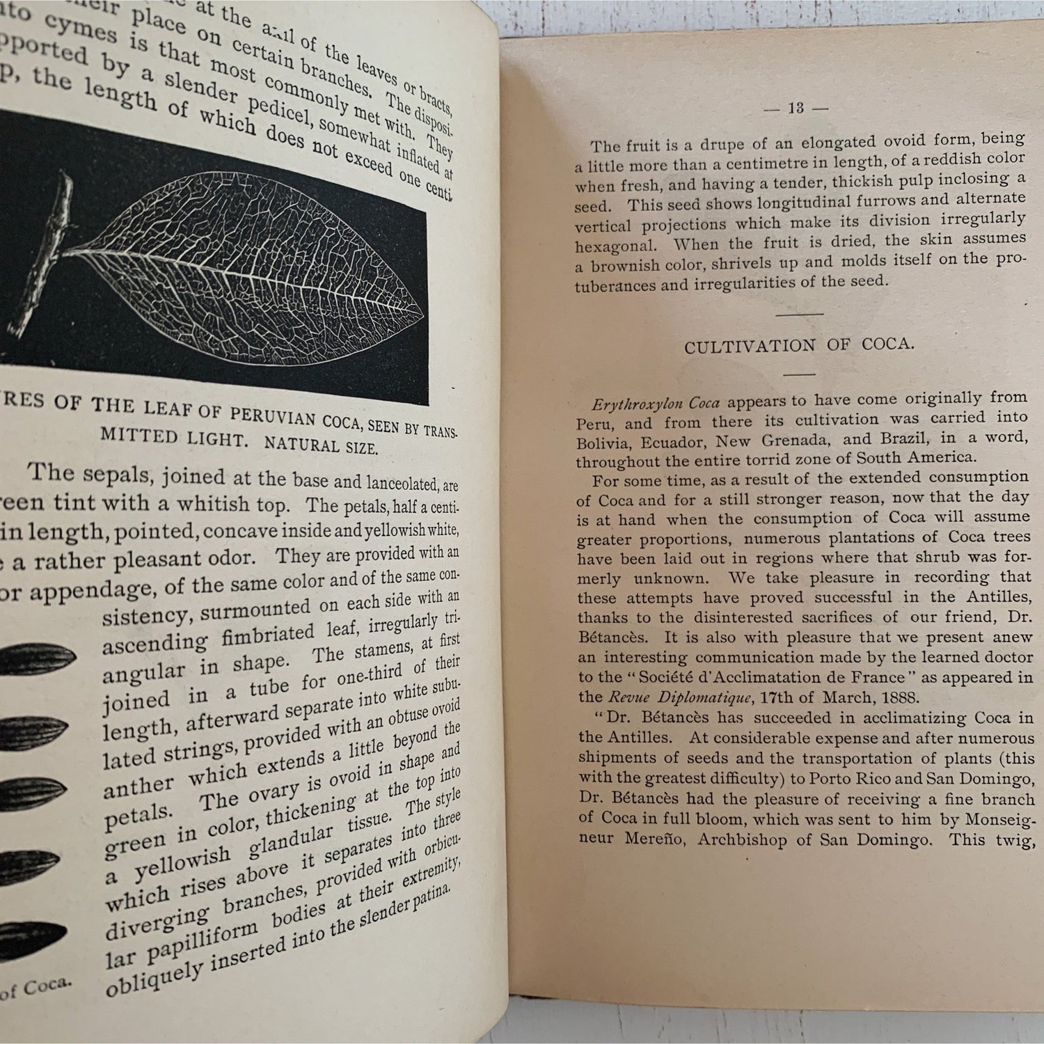 Coca and Its Therapeutic Application, Second Edition, 1892, Hardcover, Rare - Pretty Old Books