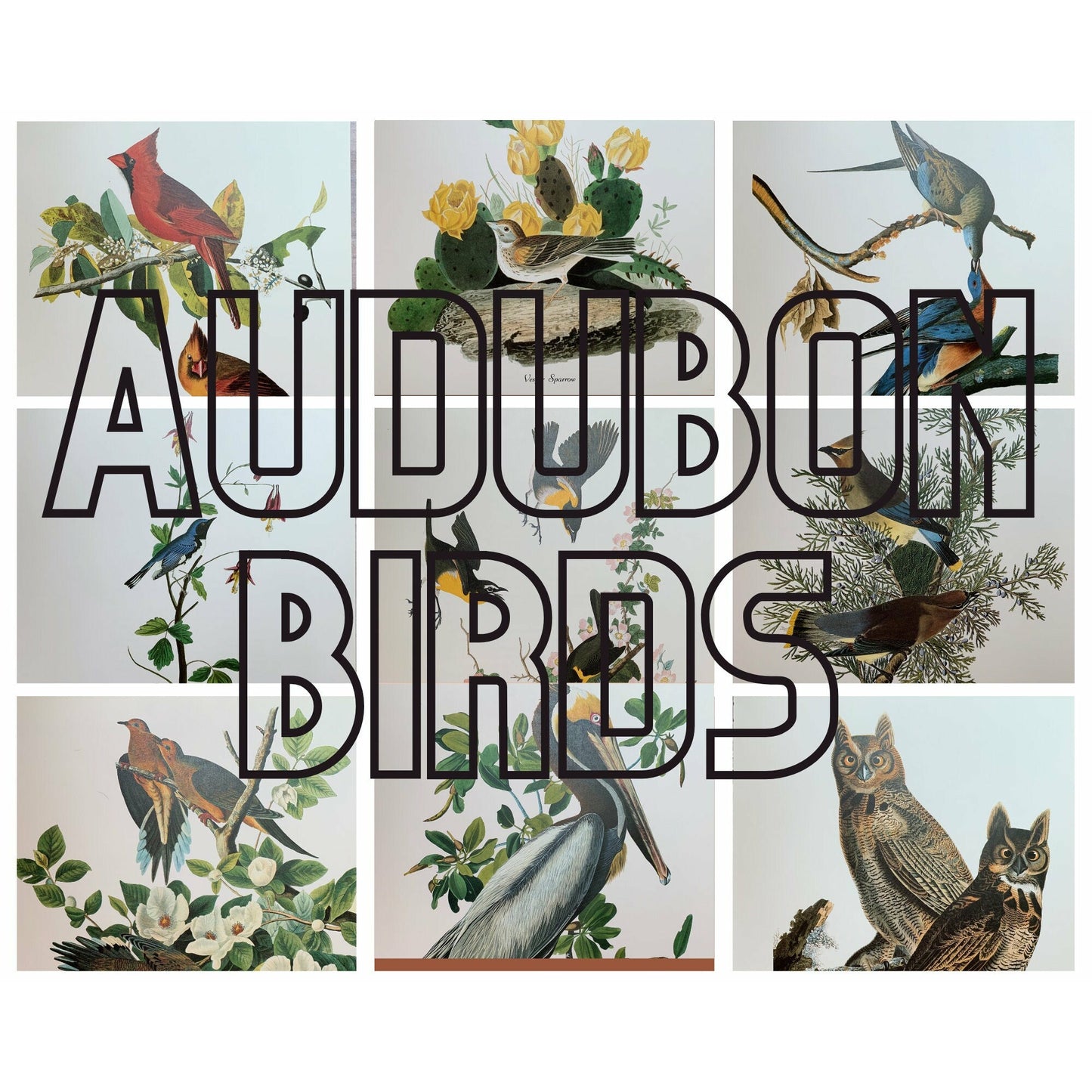 True Vintage Audubon Birds Prints, Authentic Old Book Plates for Framing, Bird Art Set