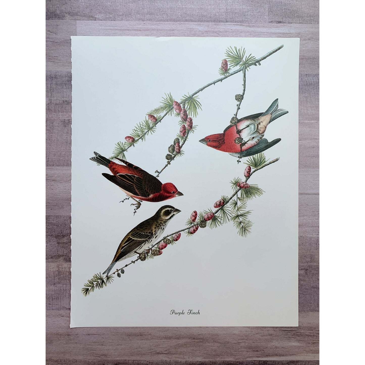 True Vintage Audubon Birds Prints, Authentic Old Book Plates for Framing, Bird Art Set