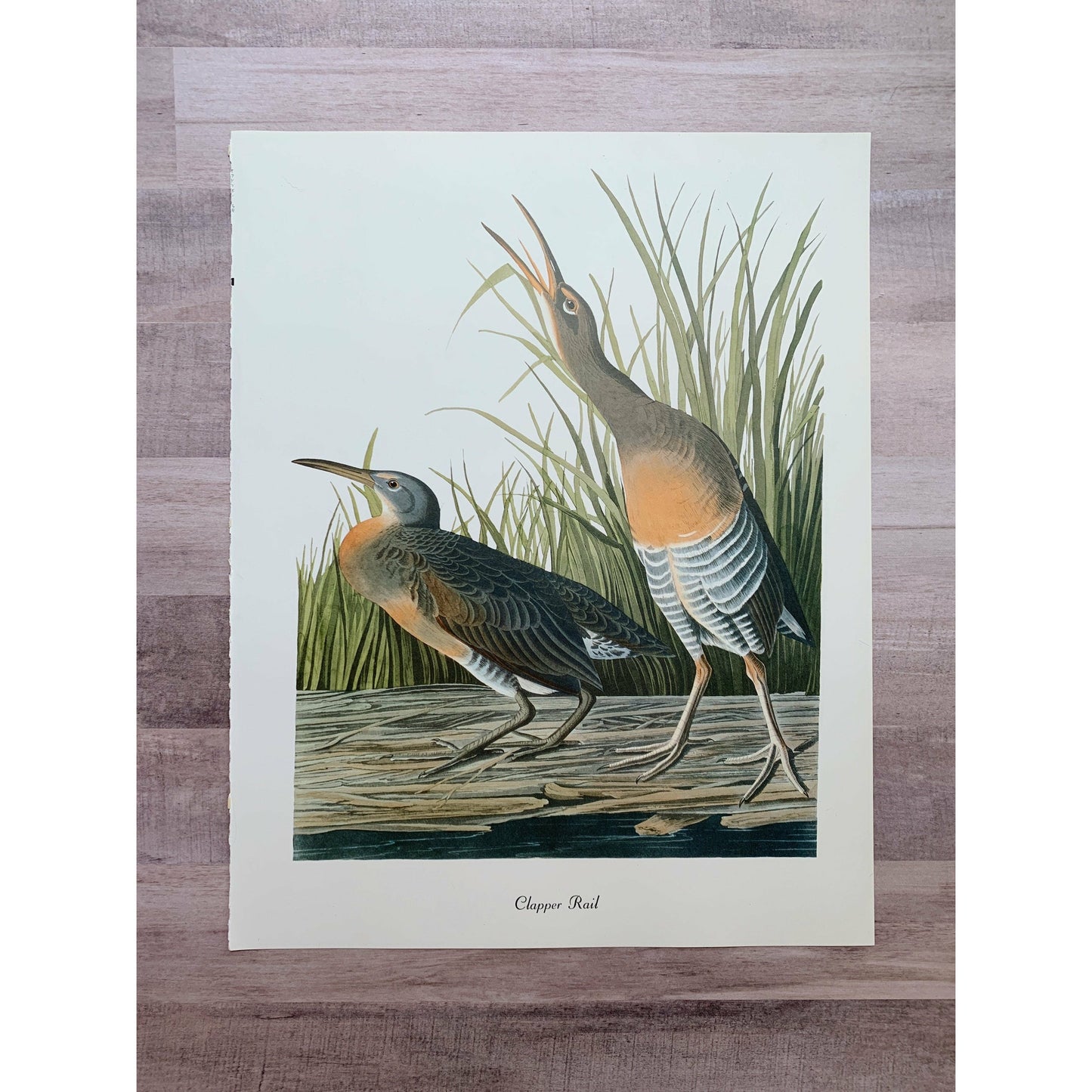 True Vintage Audubon Birds Prints, Authentic Old Book Plates for Framing, Bird Art Set