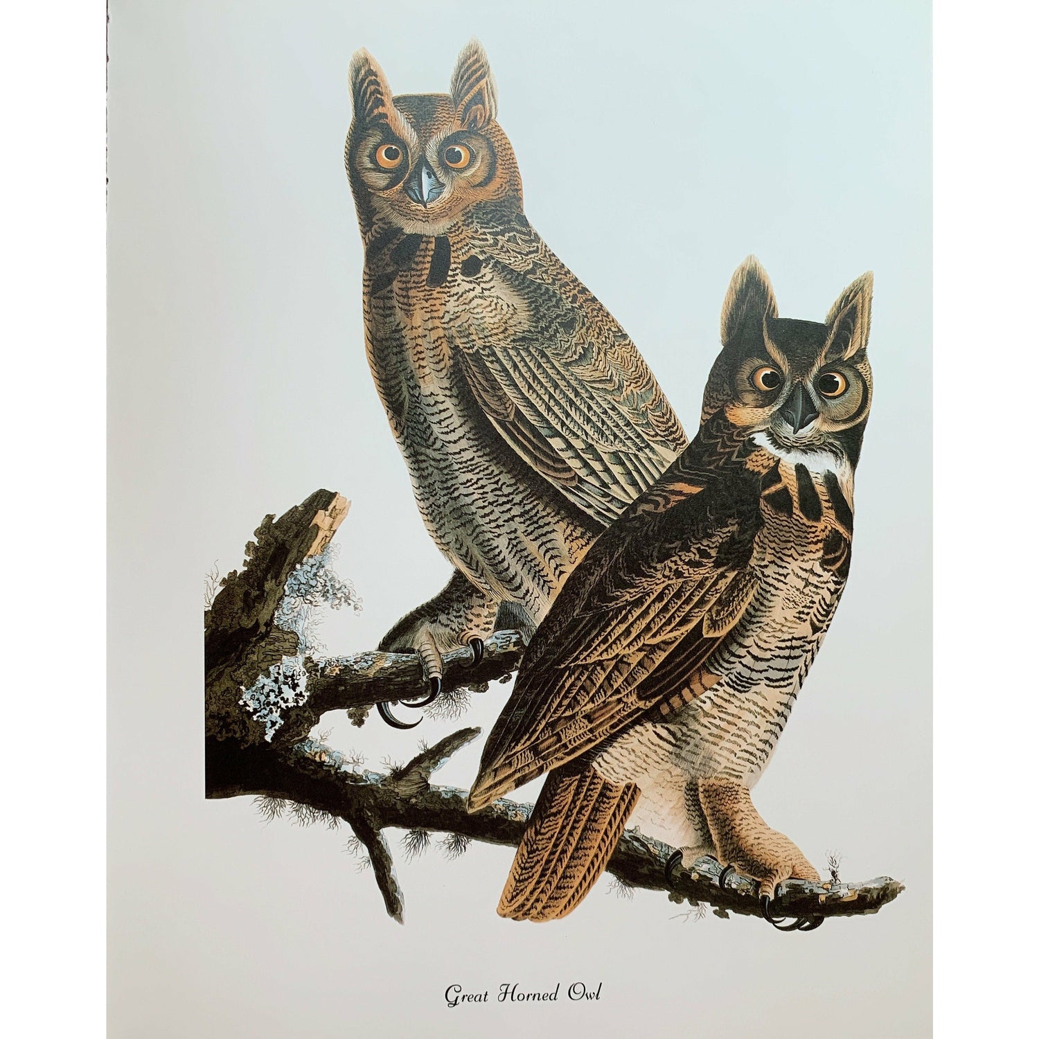 True Vintage Audubon Birds Prints, Authentic Old Book Plates for Framing, Bird Art Set