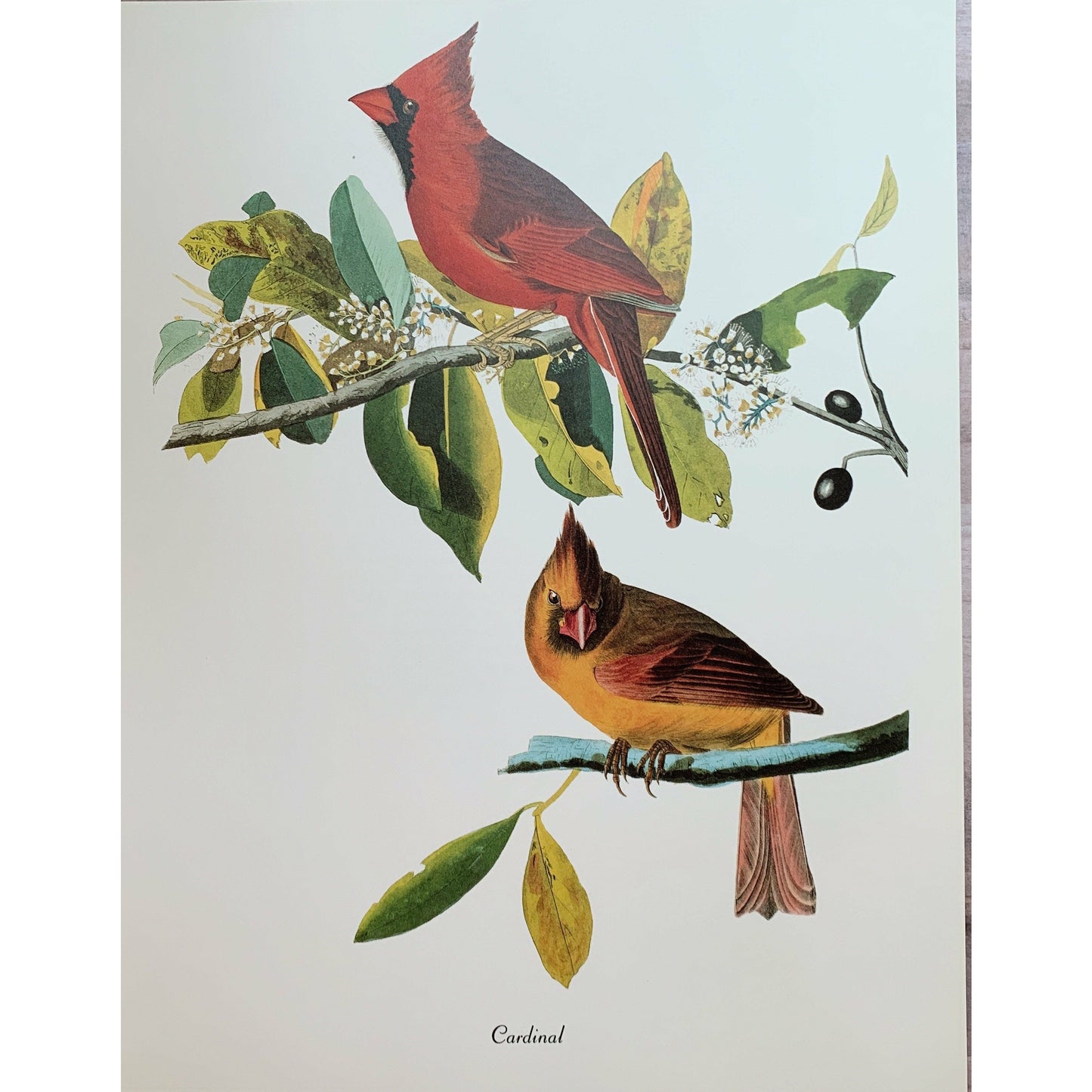 True Vintage Audubon Birds Prints, Authentic Old Book Plates for Framing, Bird Art Set