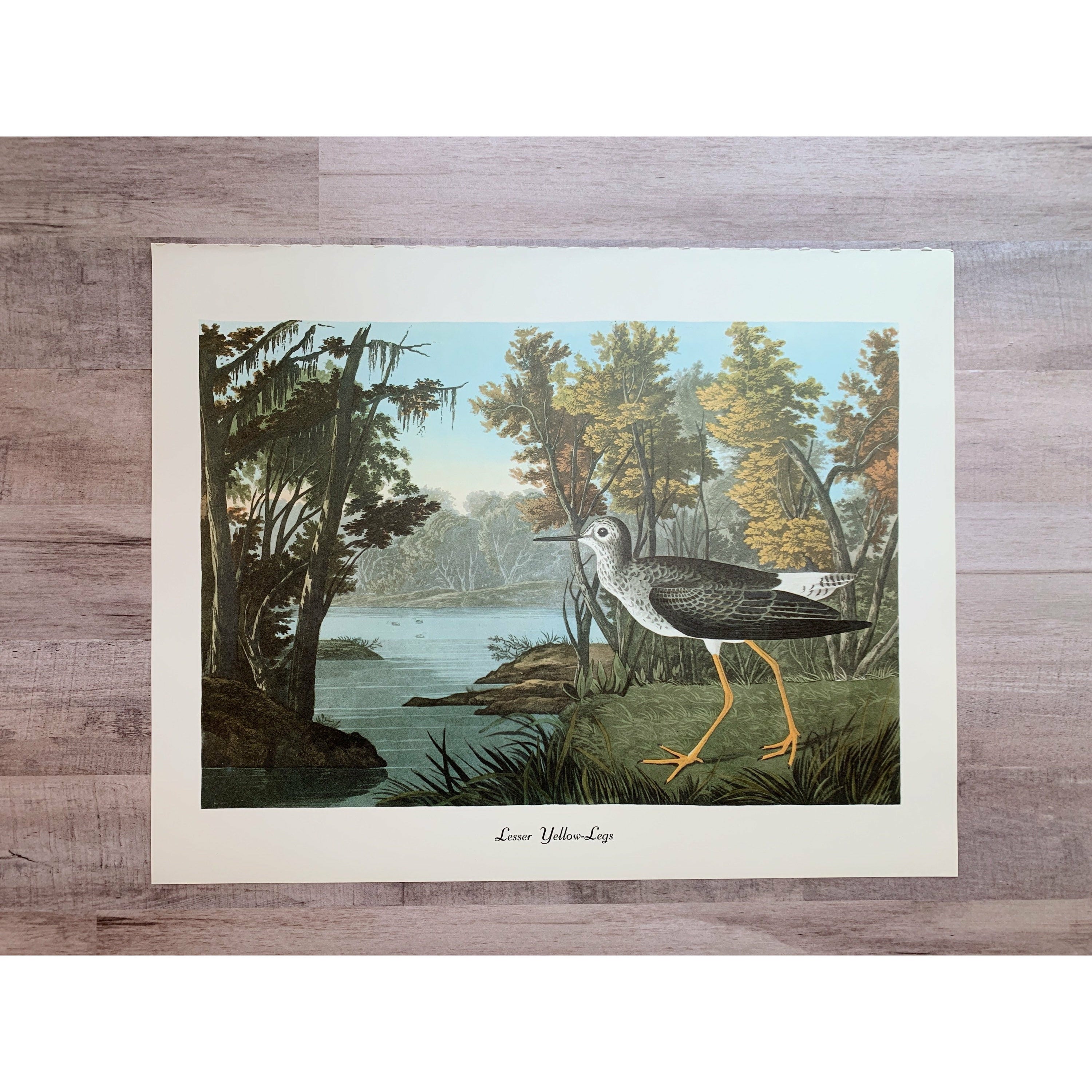 Vintage Audubon Bird Bookplates - Yellow Palm Warbler & Fish Crow - Jo – In  The Vintage Kitchen Shop