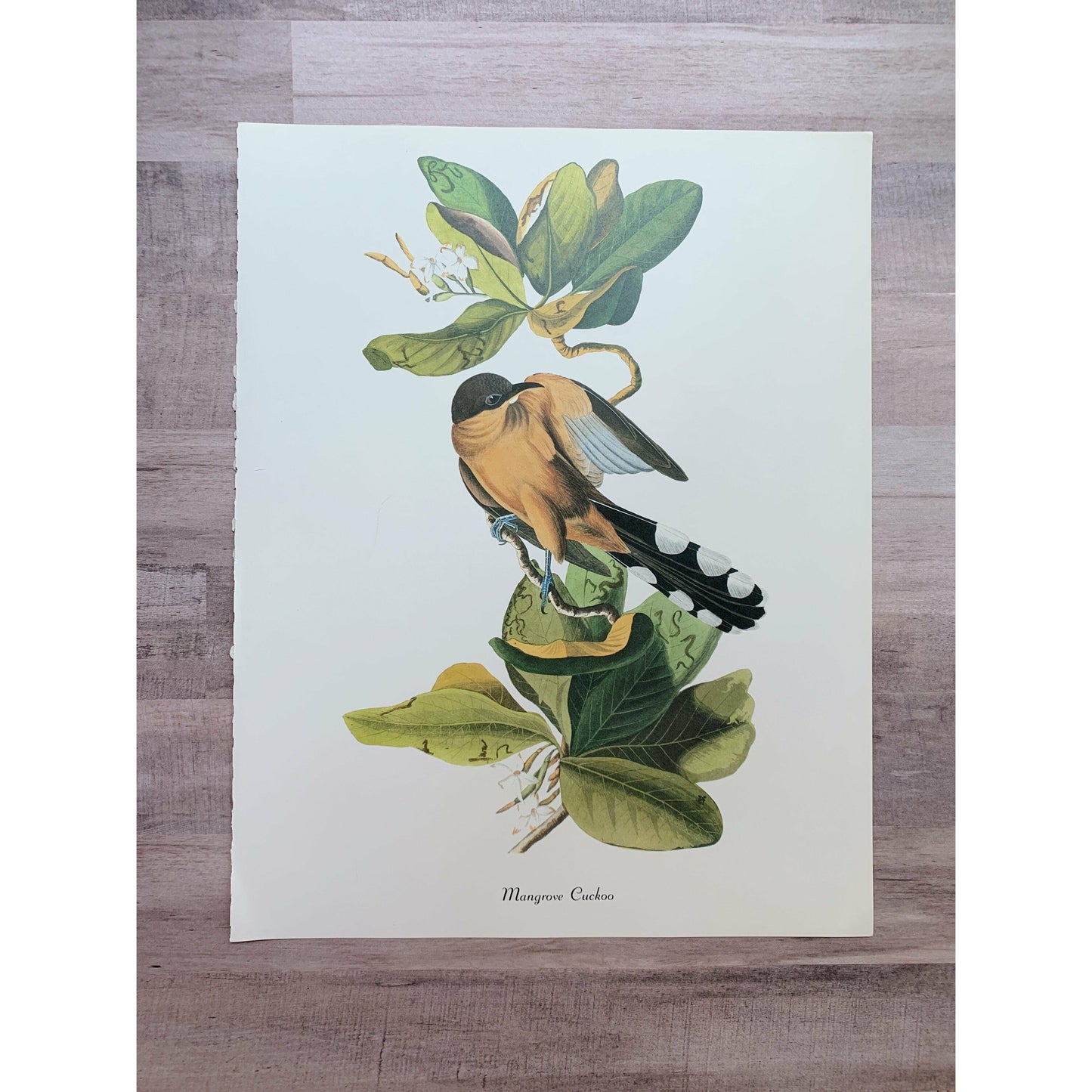 True Vintage Audubon Birds Prints, Authentic Old Book Plates for Framing, Bird Art Set