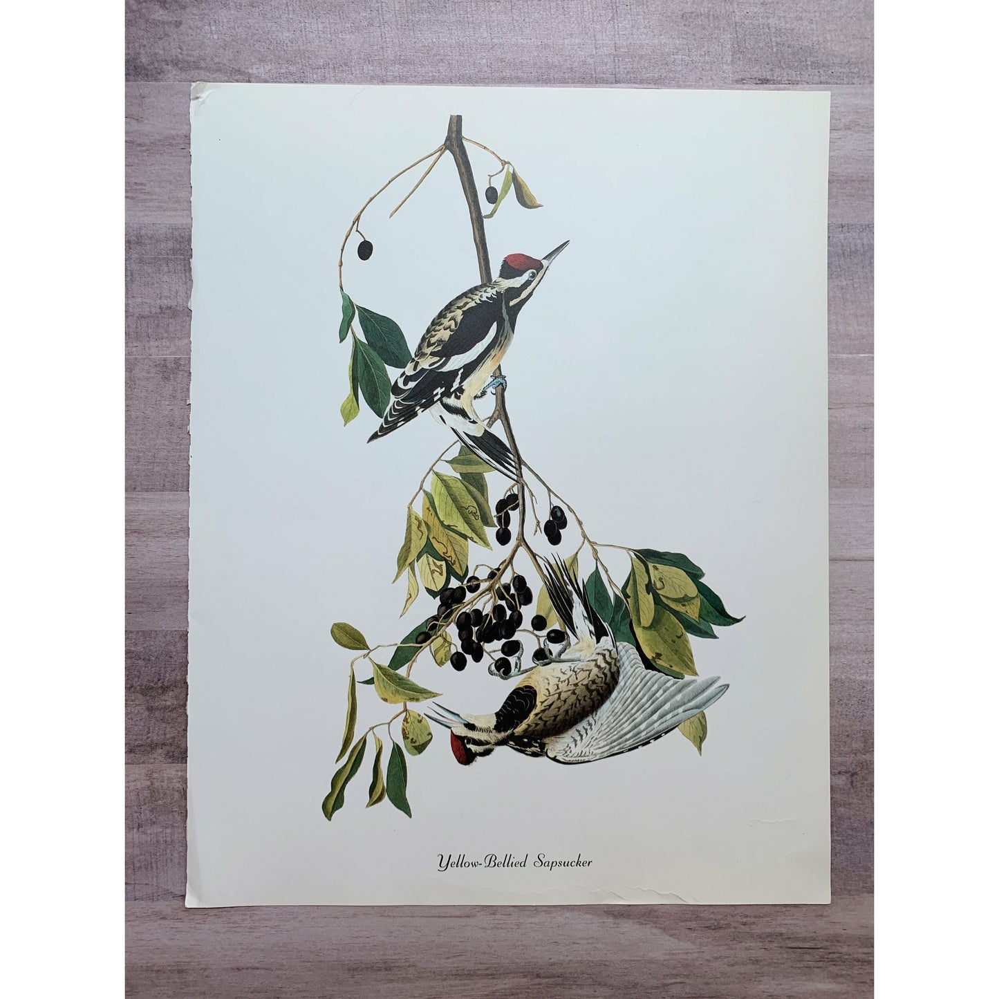 True Vintage Audubon Birds Prints, Authentic Old Book Plates for Framing, Bird Art Set