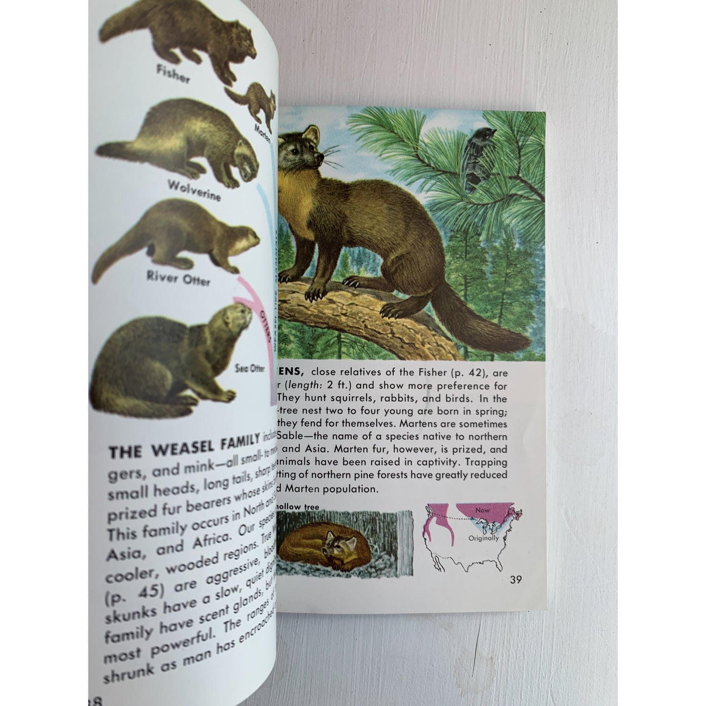 Mammals A Golden Guide 1955 Paperback