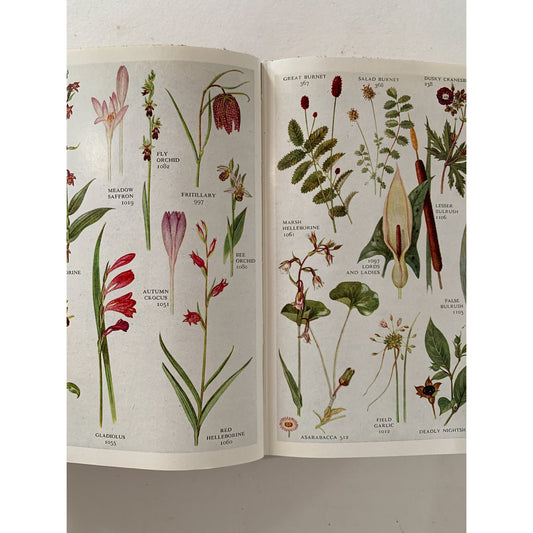 The Pocket Guide to Wild Flowers, 1961 British Field Guide, Illustrated