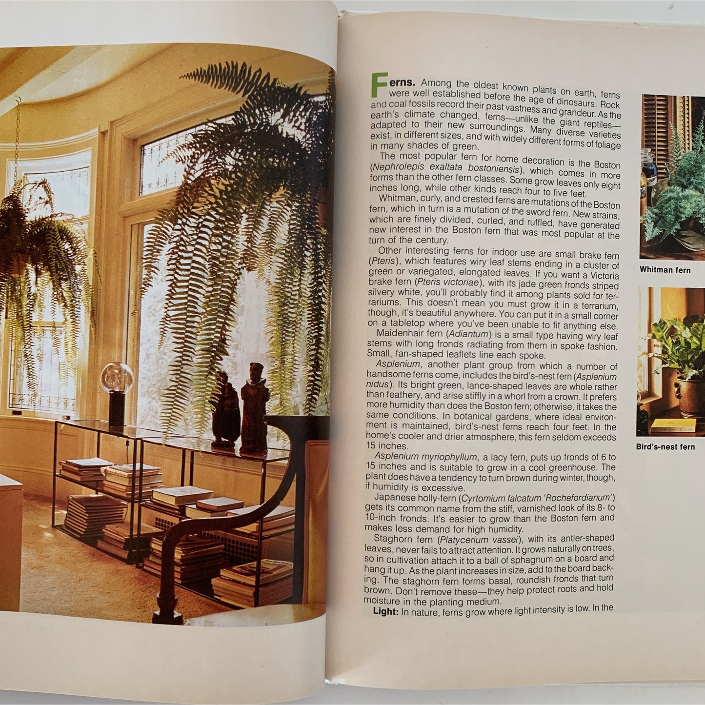 Better Homes and Gardens Favorite Houseplants 1982 Hardcover