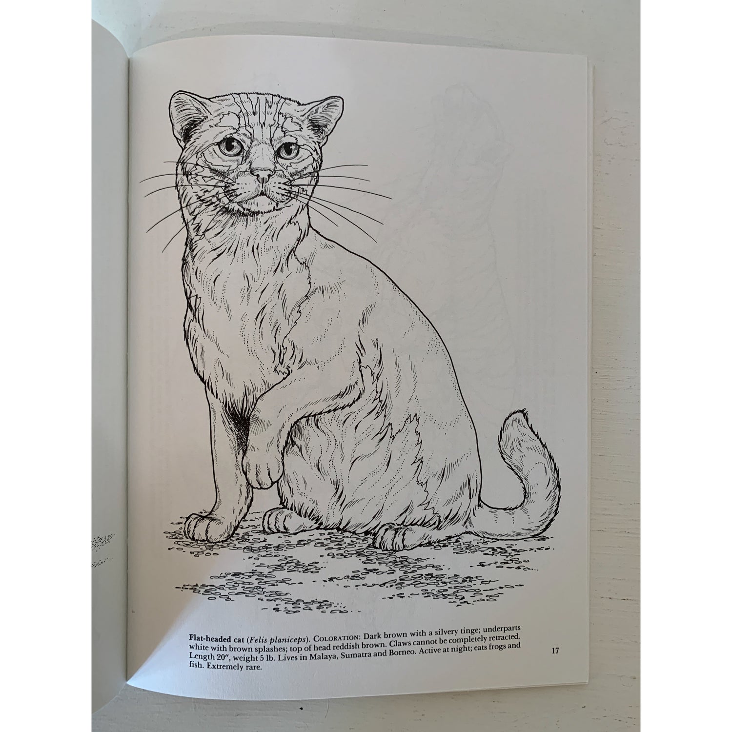 Colouring books - 17 best adult colouring books to shop