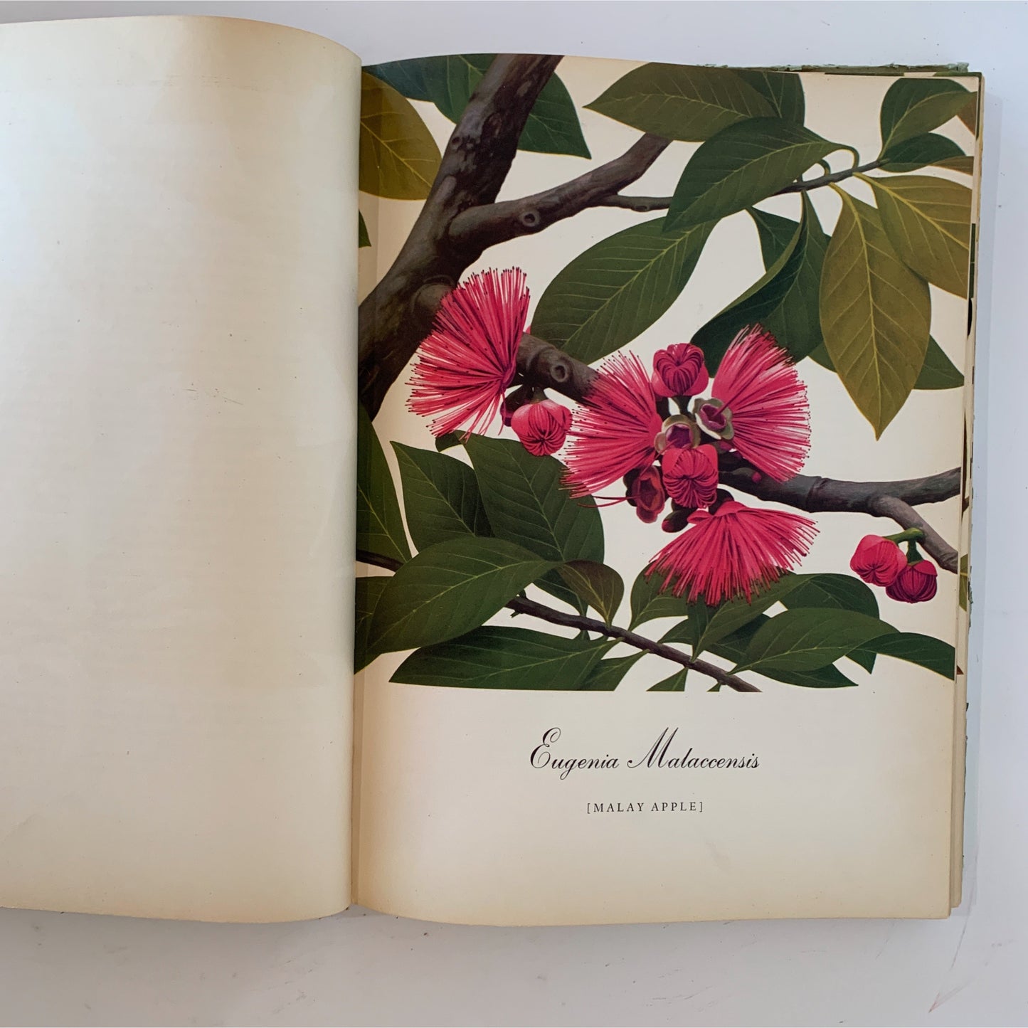 Flowering Trees of the Caribbean, 1951 Illustrated Botanical Book