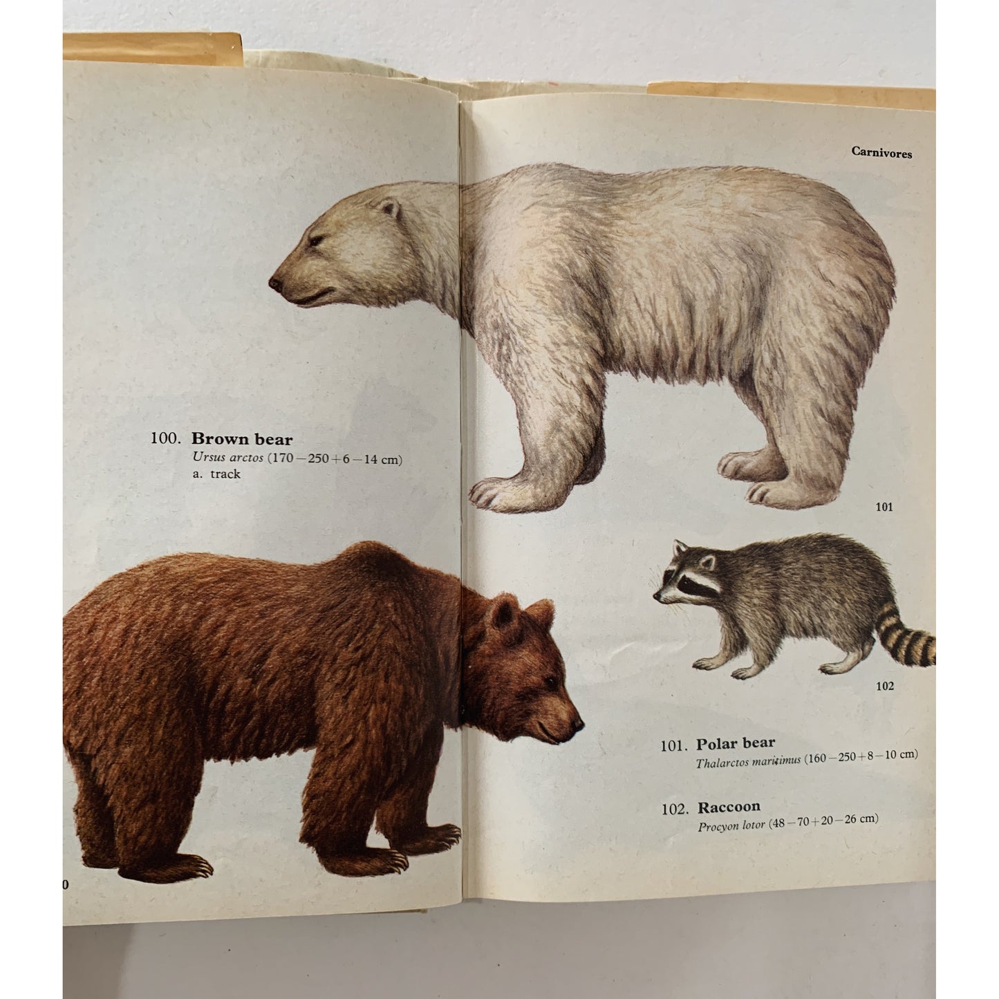 British Field Guide, Mammals in Colour, 1971 Hardcover illustrated