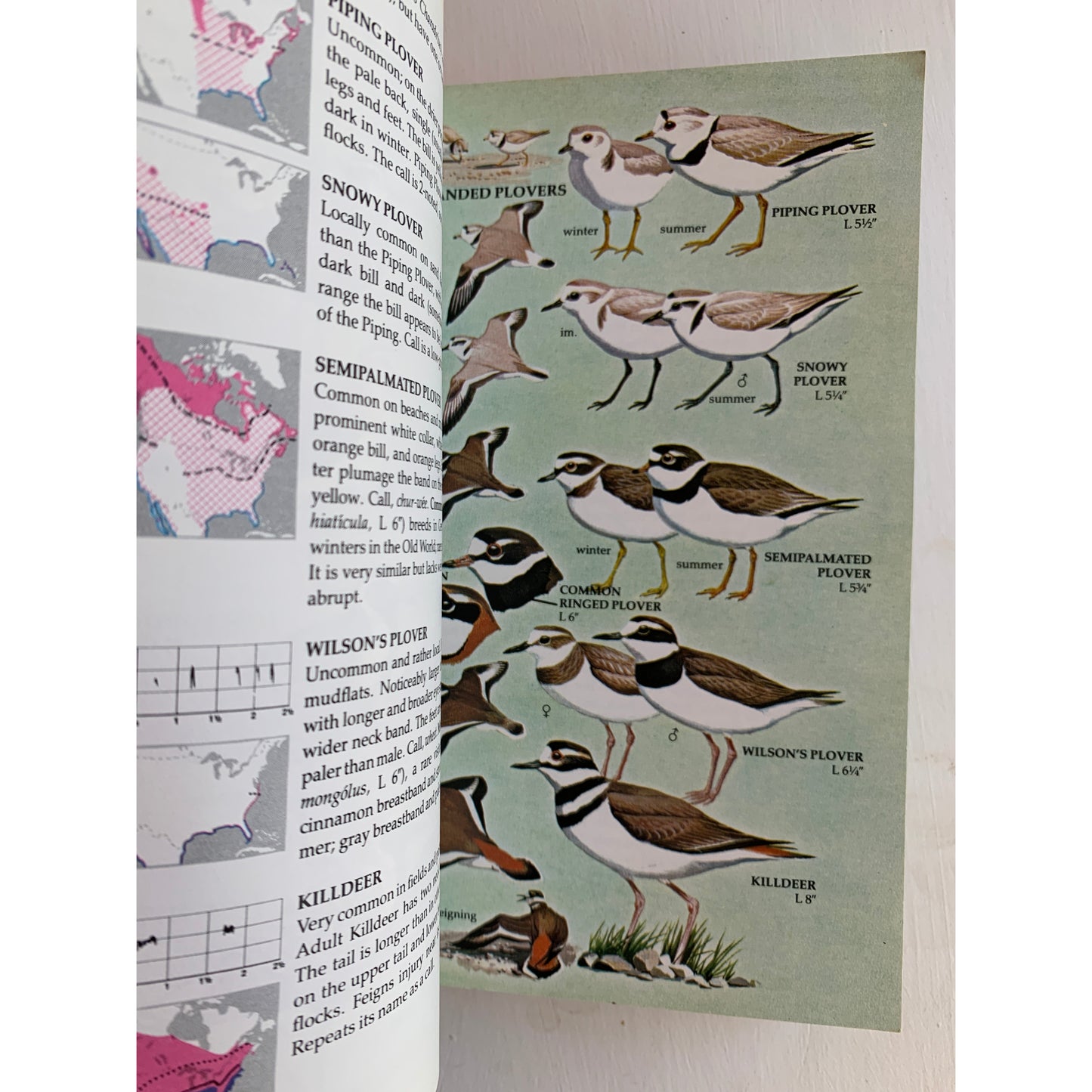 Birds of North America A Golden Guide to Field Identification Paperback Blue 1983