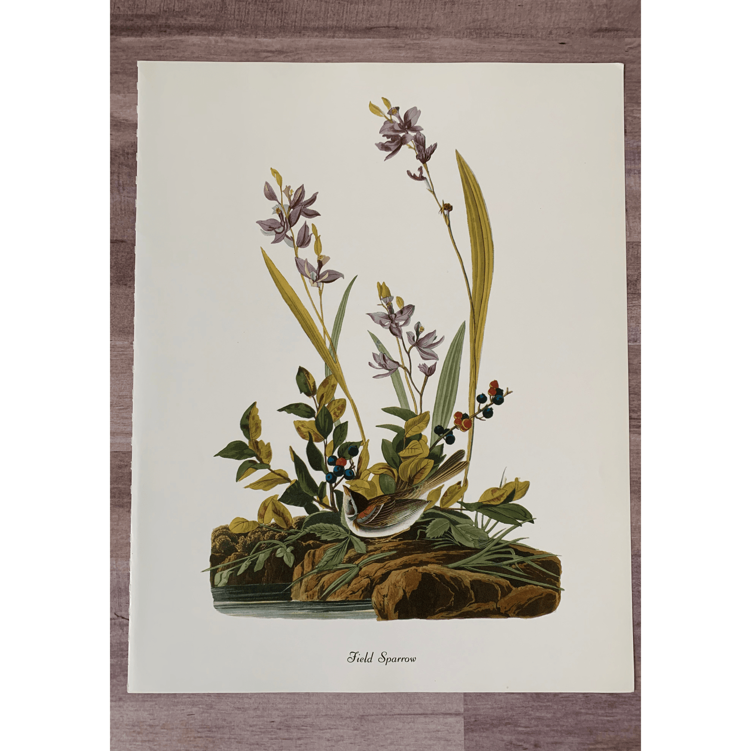 True Vintage Audubon Birds Prints, Authentic Old Book Plates for Framing, Bird Art Set - Pretty Old Books