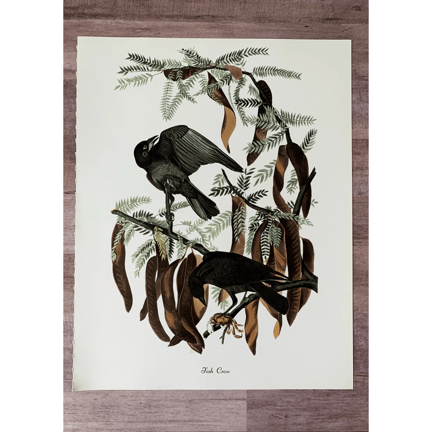 True Vintage Audubon Birds Prints, Authentic Old Book Plates for Framing, Bird Art Set - Pretty Old Books