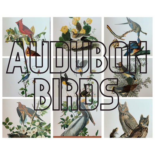 True Vintage Audubon Birds Prints, Authentic Old Book Plates for Framing, Bird Art Set - Pretty Old Books