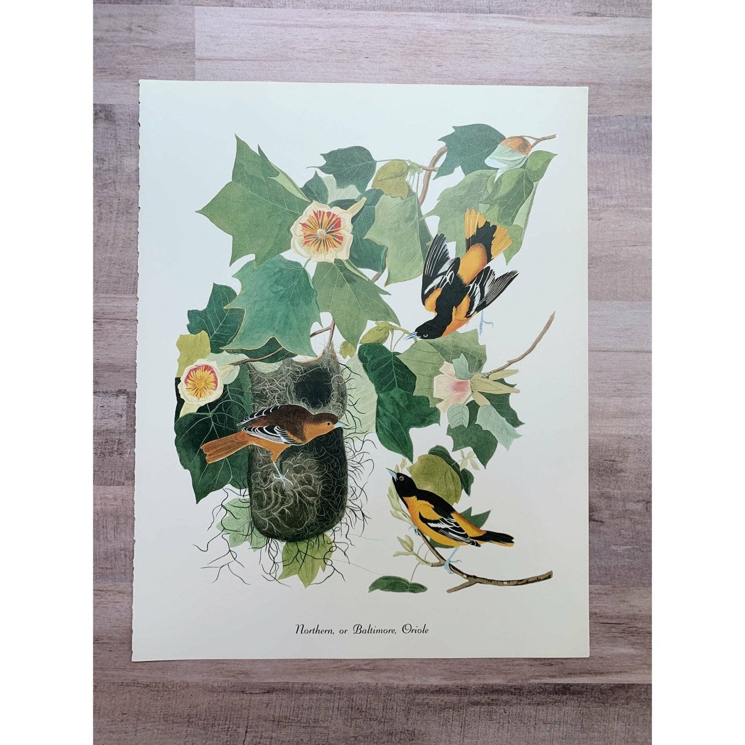 True Vintage Audubon Birds Prints, Authentic Old Book Plates for Framing, Bird Art Set - Pretty Old Books