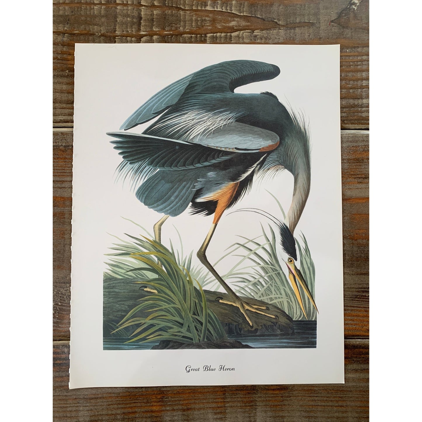 True Vintage Audubon Birds Prints, Authentic Old Book Plates for Framing, Bird Art Set - Pretty Old Books