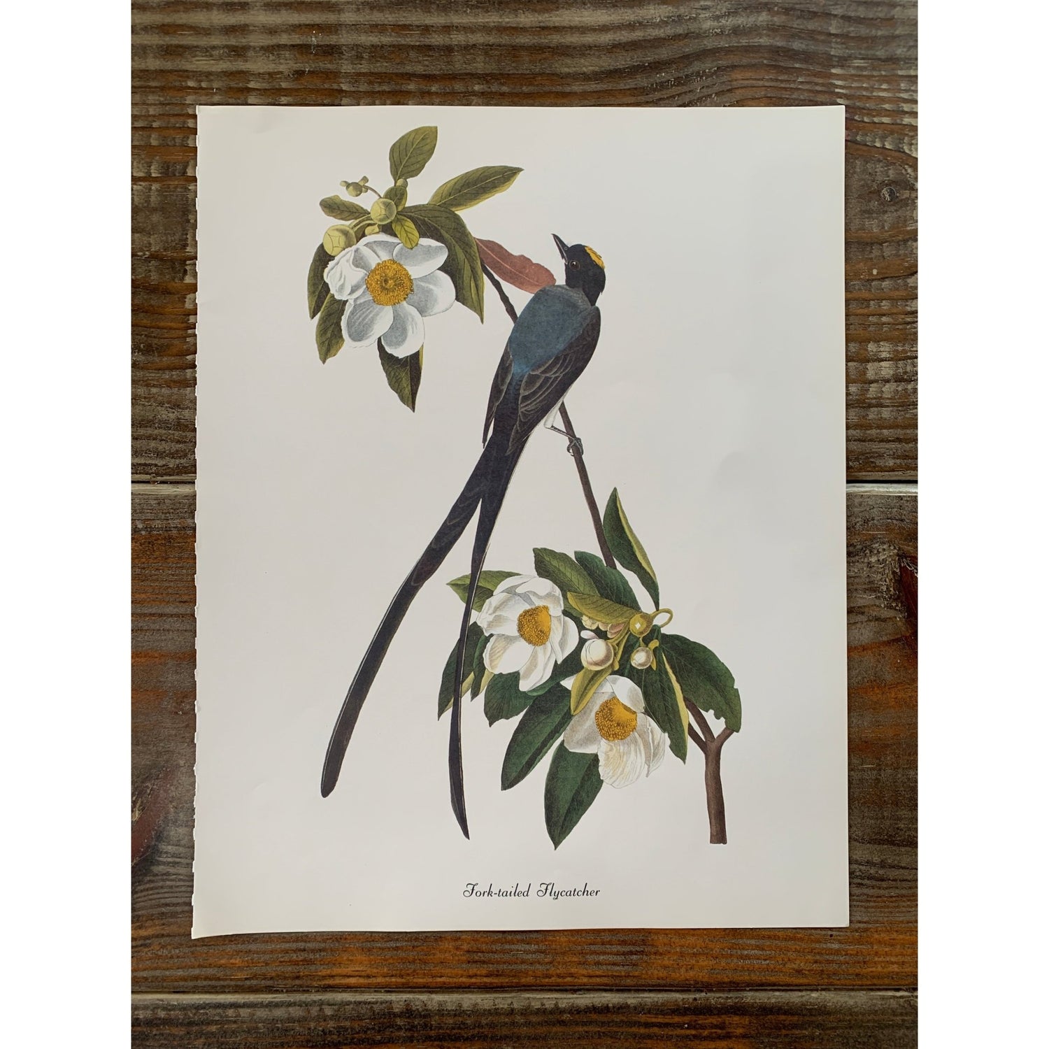 True Vintage Audubon Birds Prints, Authentic Old Book Plates for Framing, Bird Art Set - Pretty Old Books