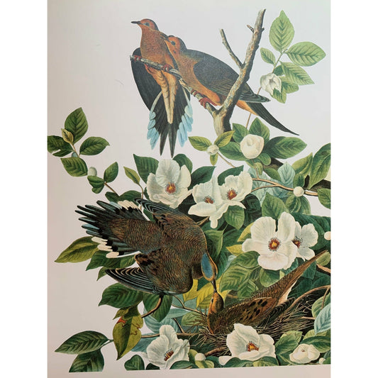 True Vintage Audubon Birds Prints, Authentic Old Book Plates for Framing, Bird Art Set - Pretty Old Books