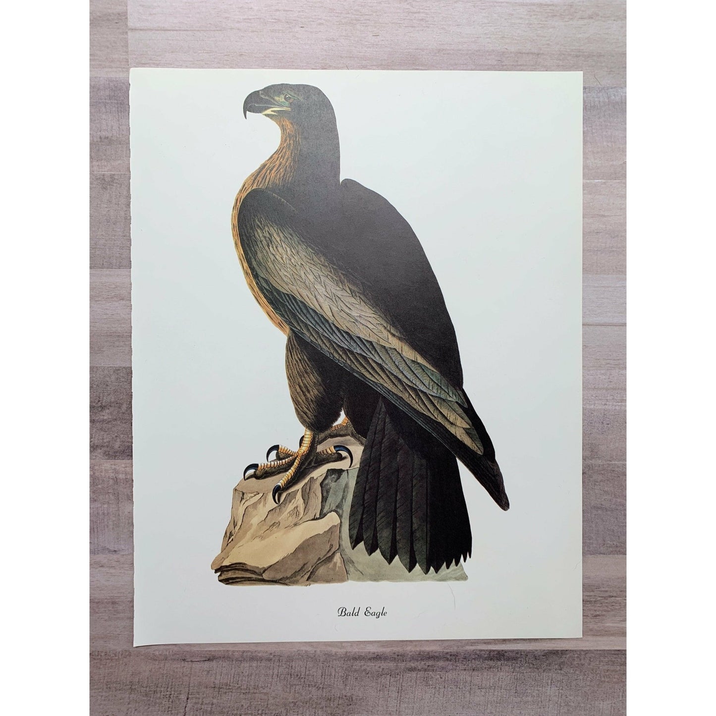True Vintage Audubon Birds Prints, Authentic Old Book Plates for Framing, Bird Art Set - Pretty Old Books