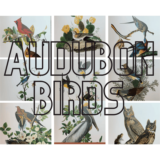 True Vintage Audubon Birds Prints, Authentic Old Book Plates for Framing, Bird Art Set - Pretty Old Books