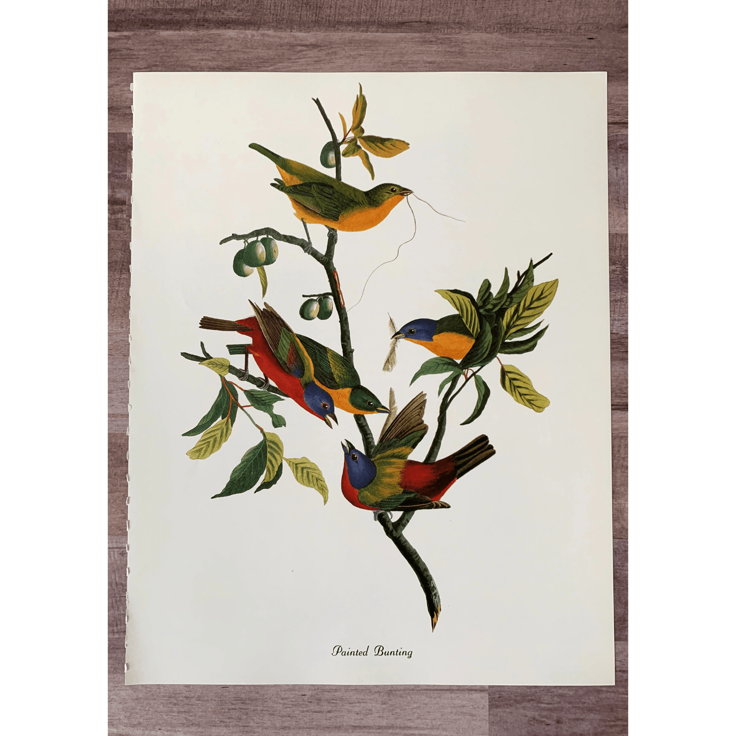 True Vintage Audubon Birds Prints, Authentic Old Book Plates for Framing, Bird Art Set - Pretty Old Books