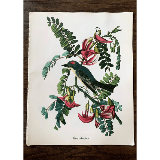 True Vintage Audubon Birds Prints, Authentic Old Book Plates for Framing, Bird Art Set - Pretty Old Books