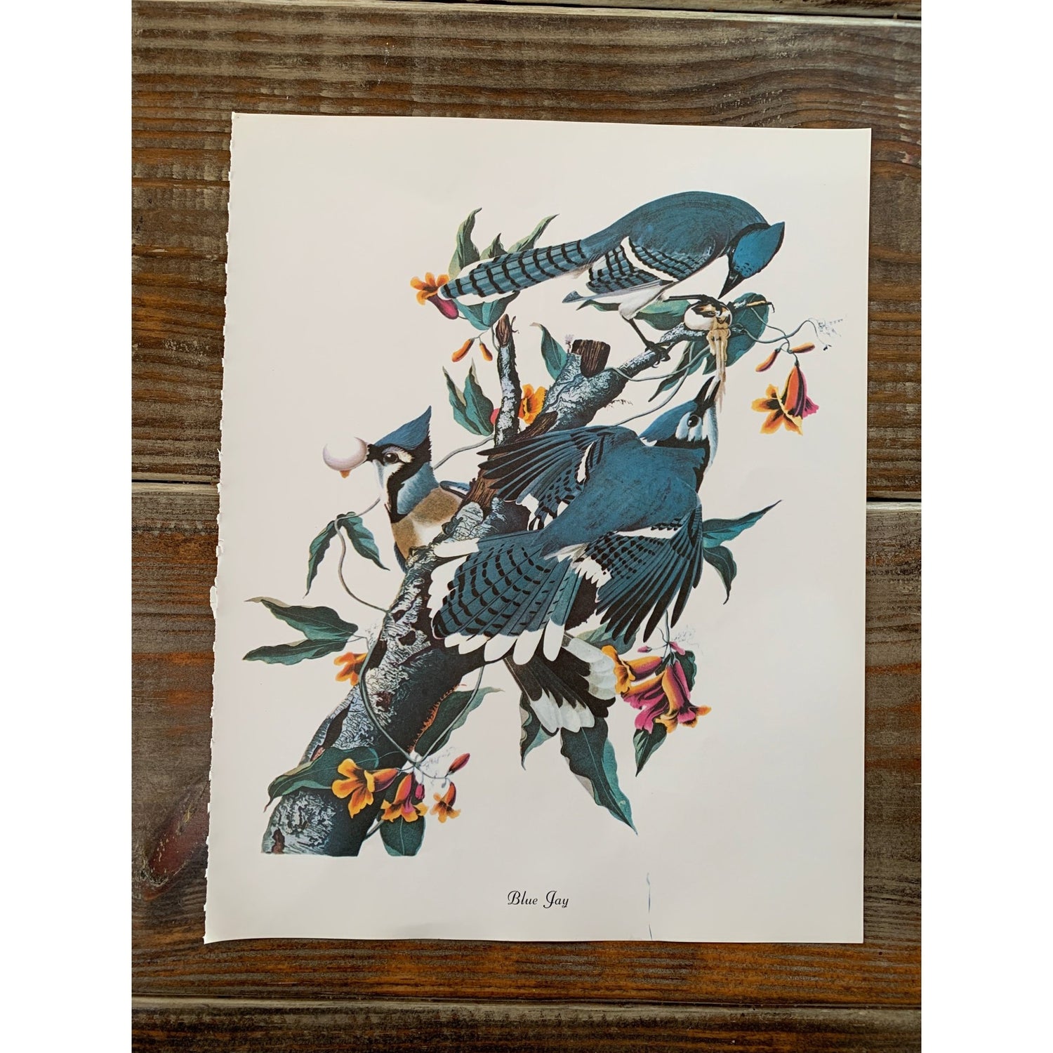 True Vintage Audubon Birds Prints, Authentic Old Book Plates for Framing, Bird Art Set - Pretty Old Books