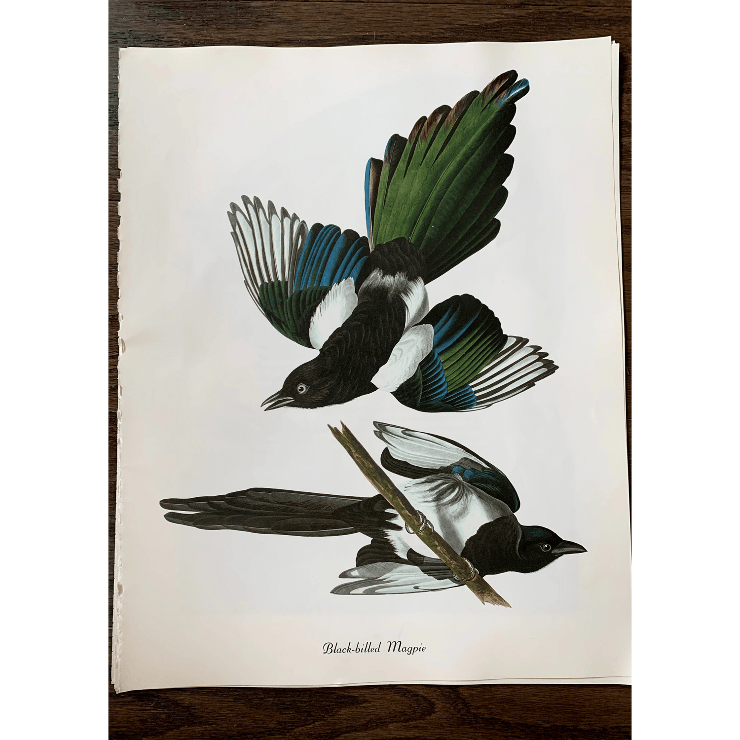 True Vintage Audubon Birds Prints, Authentic Old Book Plates for Framing, Bird Art Set - Pretty Old Books
