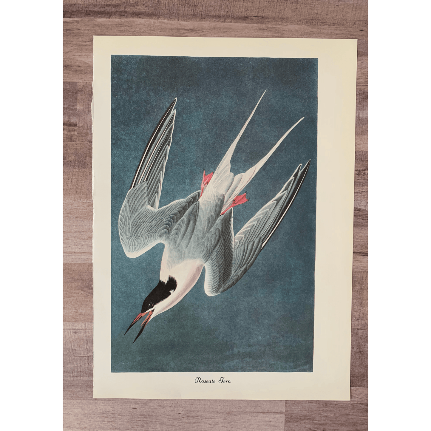 True Vintage Audubon Birds Prints, Authentic Old Book Plates for Framing, Bird Art Set - Pretty Old Books