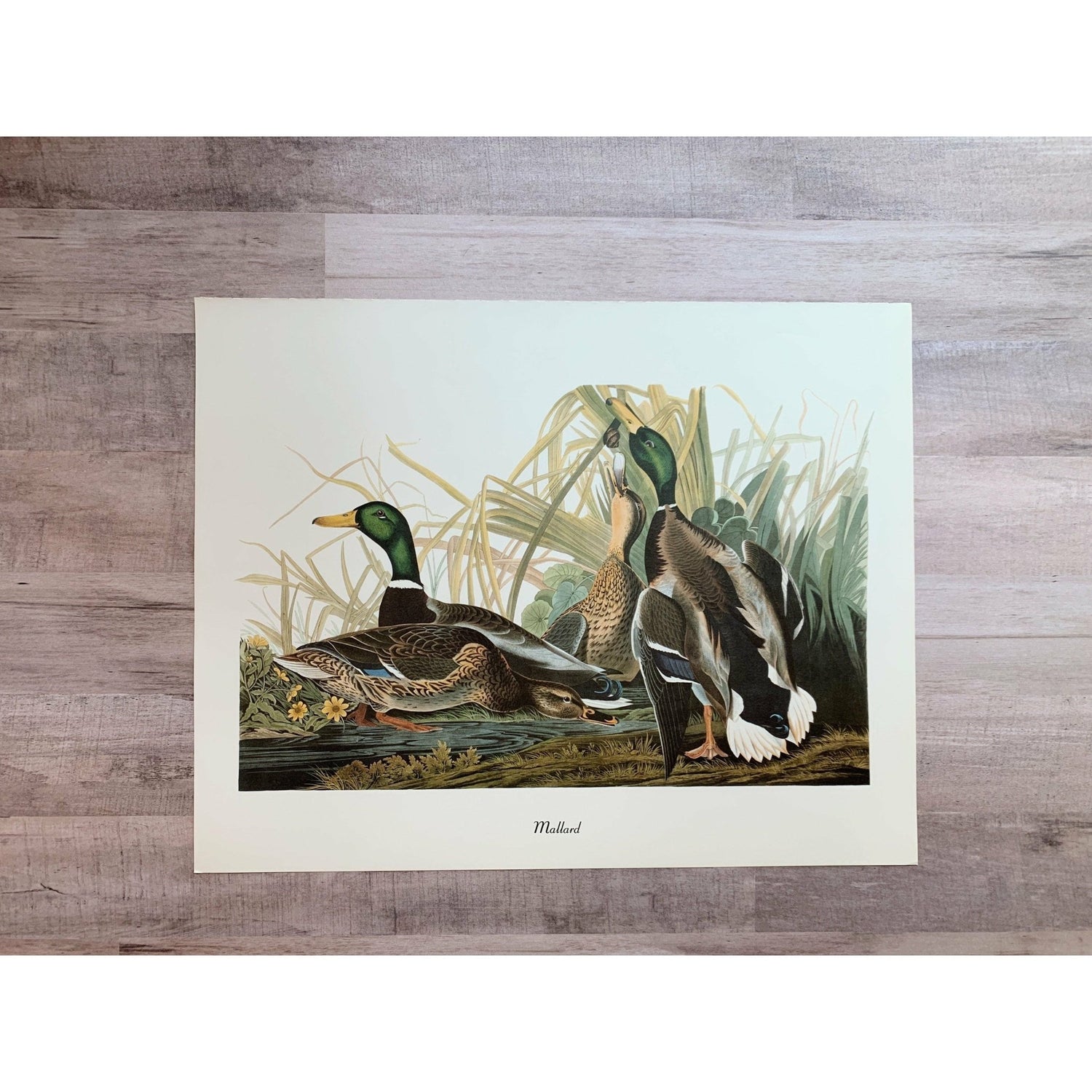 True Vintage Audubon Birds Prints, Authentic Old Book Plates for Framing, Bird Art Set - Pretty Old Books